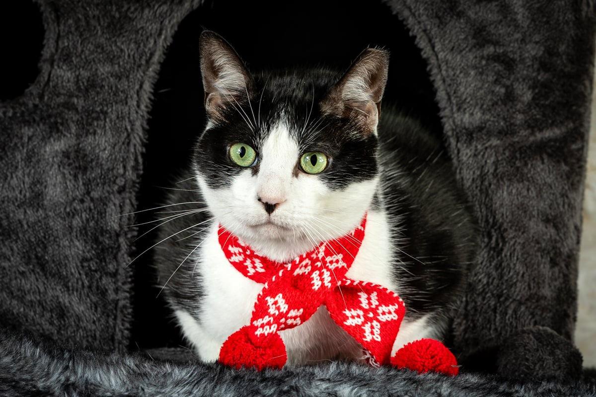 Enlarge Taj, a Adoptable Tuxedo in Dickinson, TX image 6/6