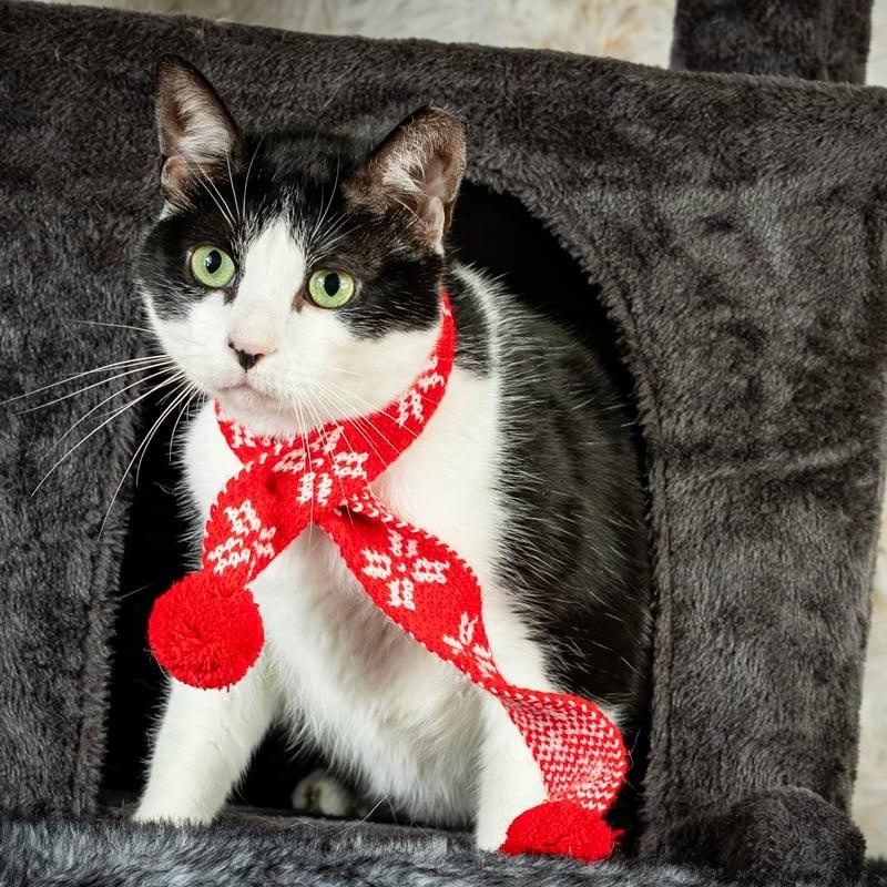 Enlarge Taj, a Adoptable Tuxedo in Dickinson, TX image 5/6