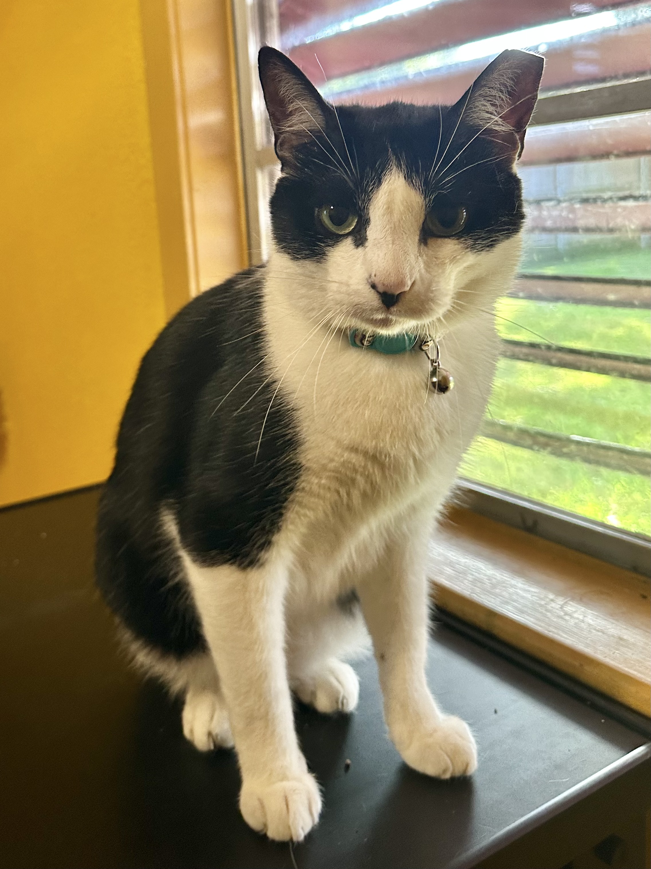 Taj, Adoptable, Adult Male Tuxedo.