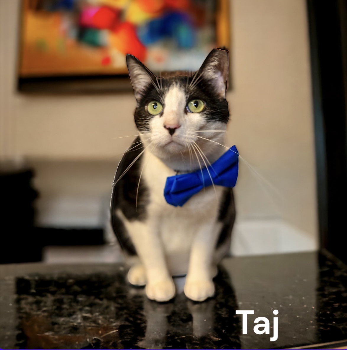 Enlarge Taj, a Adoptable Tuxedo in Dickinson, TX image 2/6