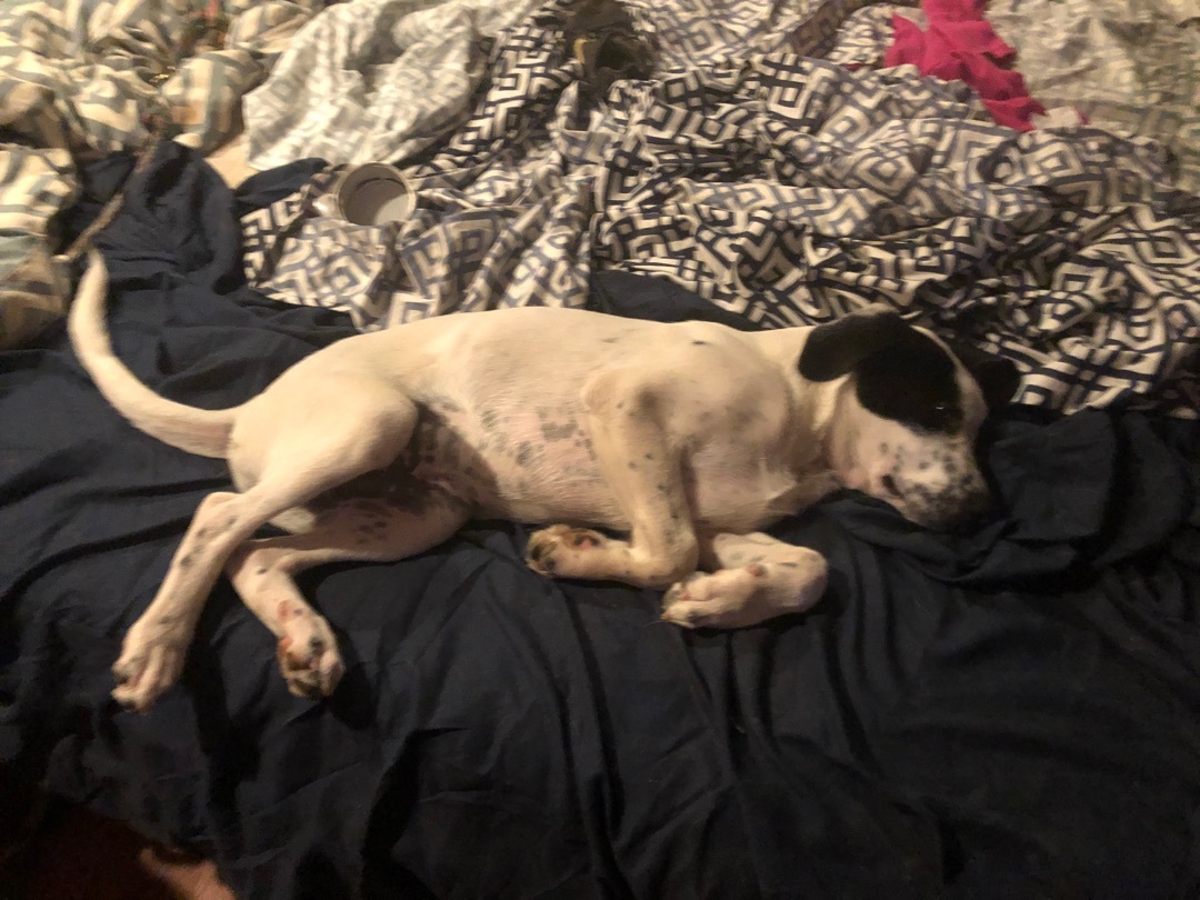 Enlarge Charlotte , a Adoptable mixed breed in Haslet, TX image 1/6