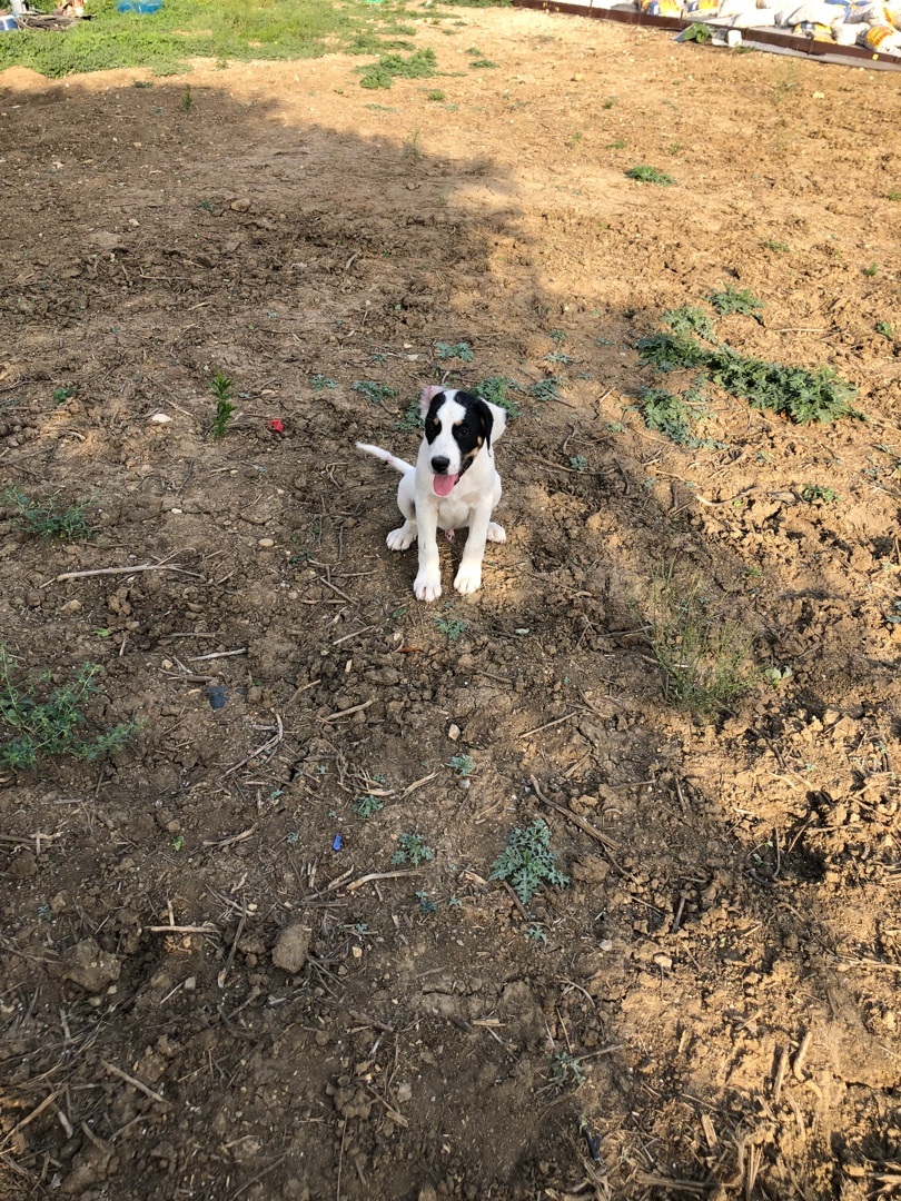 Enlarge Charlotte , a Adoptable mixed breed in Haslet, TX image 3/6