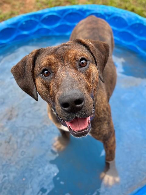 HECTOR, Adoptable, Adult Male Plott Hound & American Staffordshire Terrier.