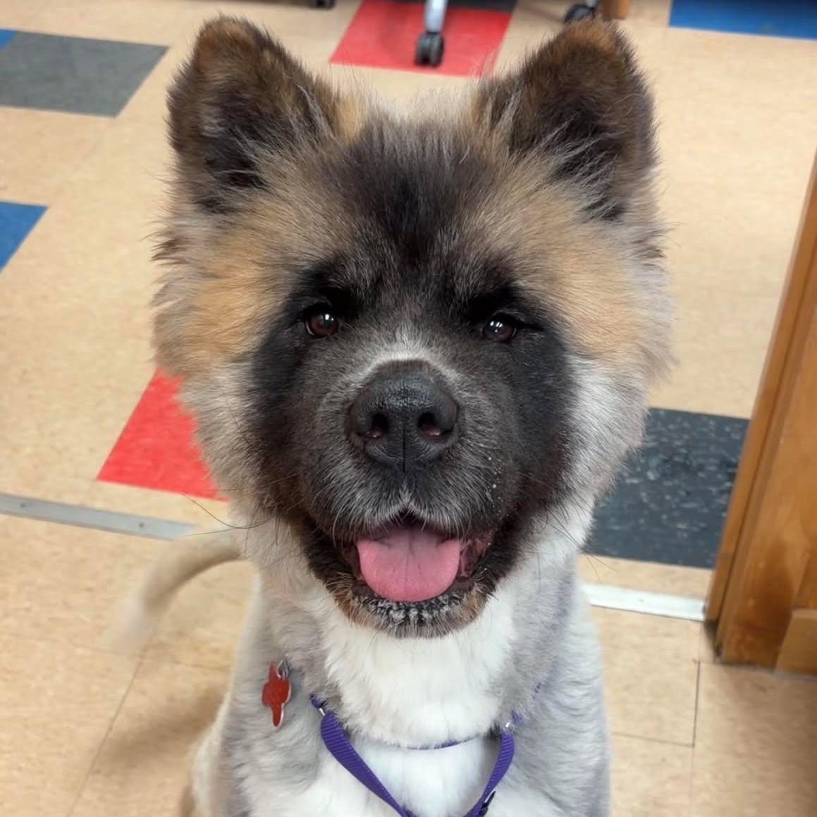Linda, adoptable, Adult Female Akita.