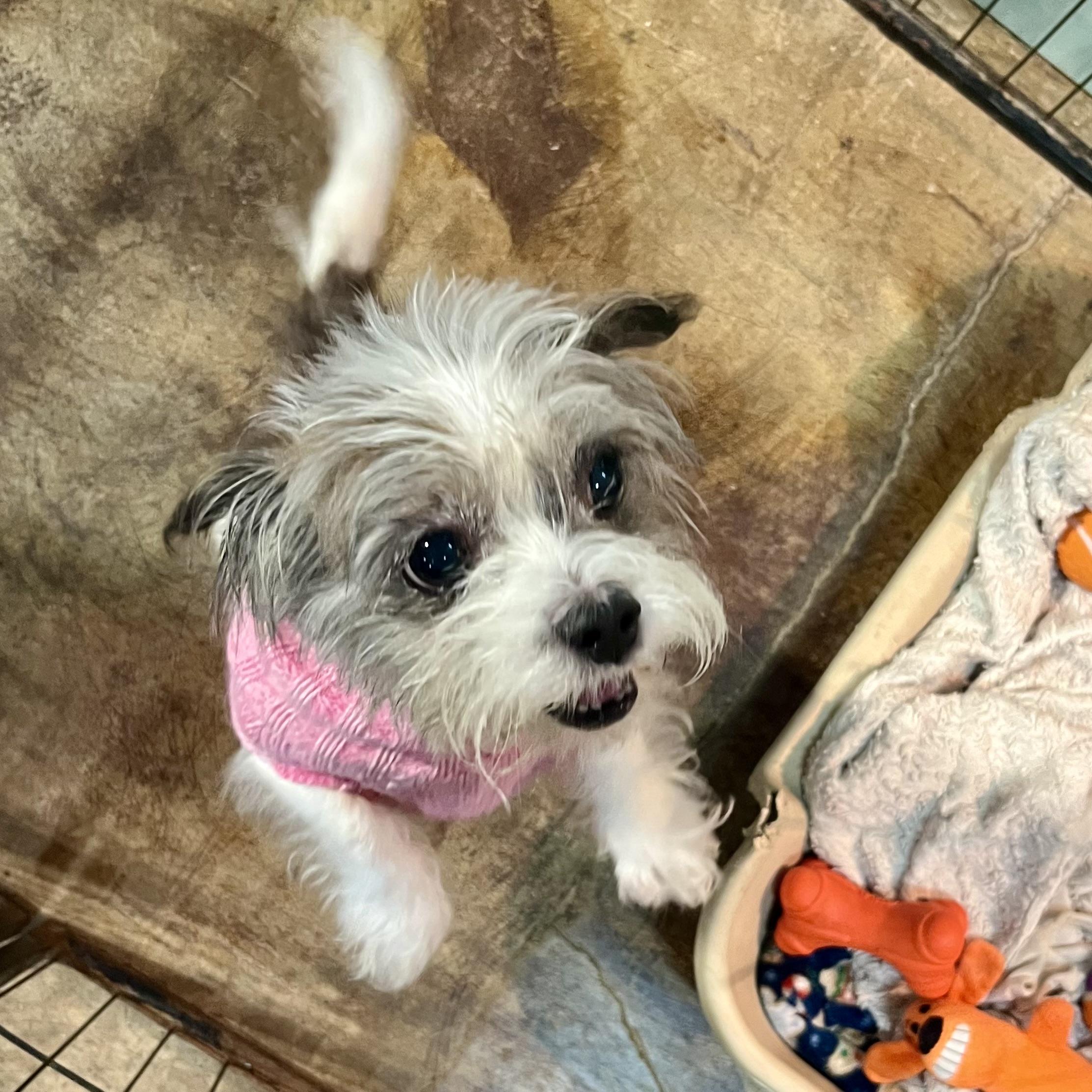 Enlarge Riley D., an adopted mixed breed in Gallatin, TN image 2/3