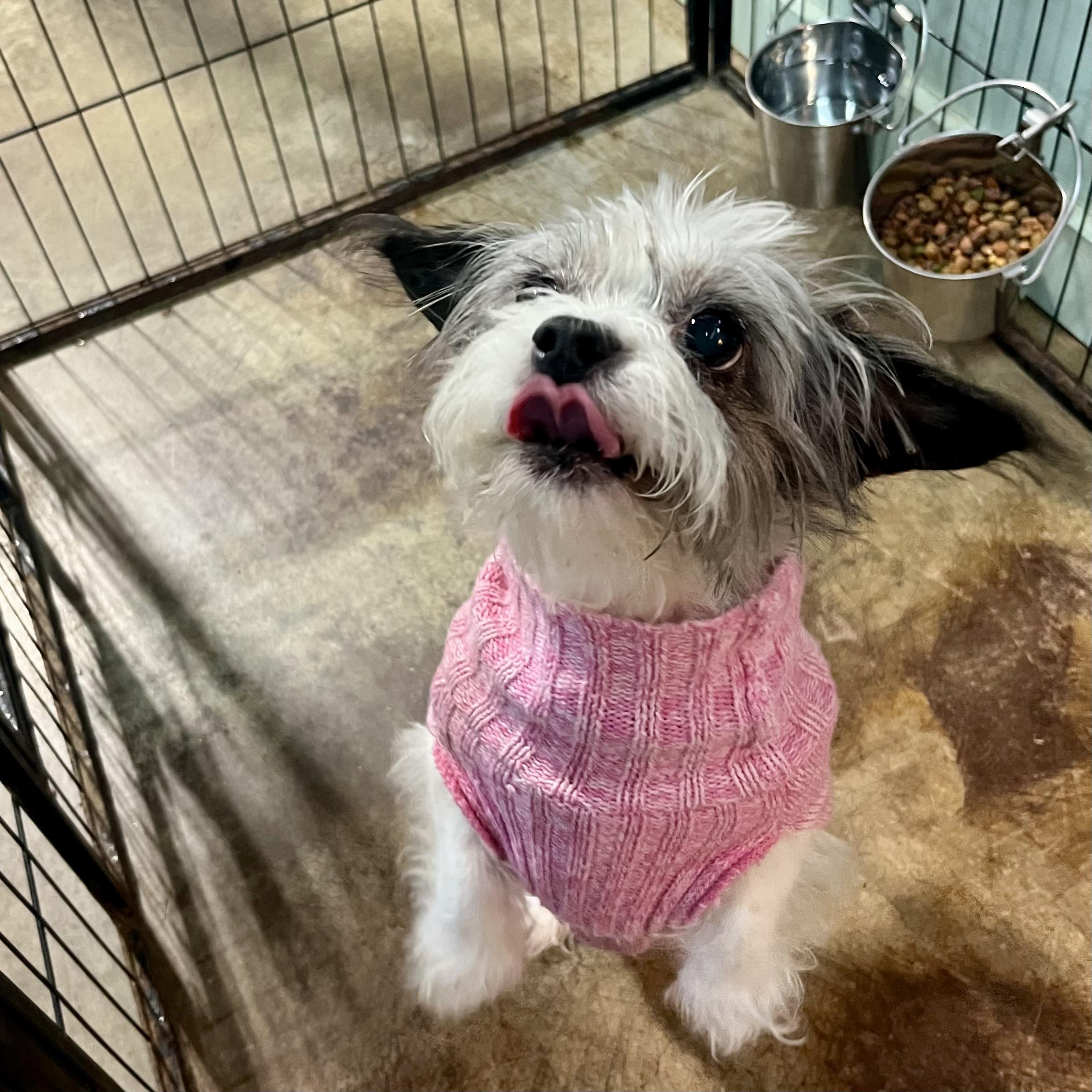 Enlarge Riley D., an adopted mixed breed in Gallatin, TN image 3/3