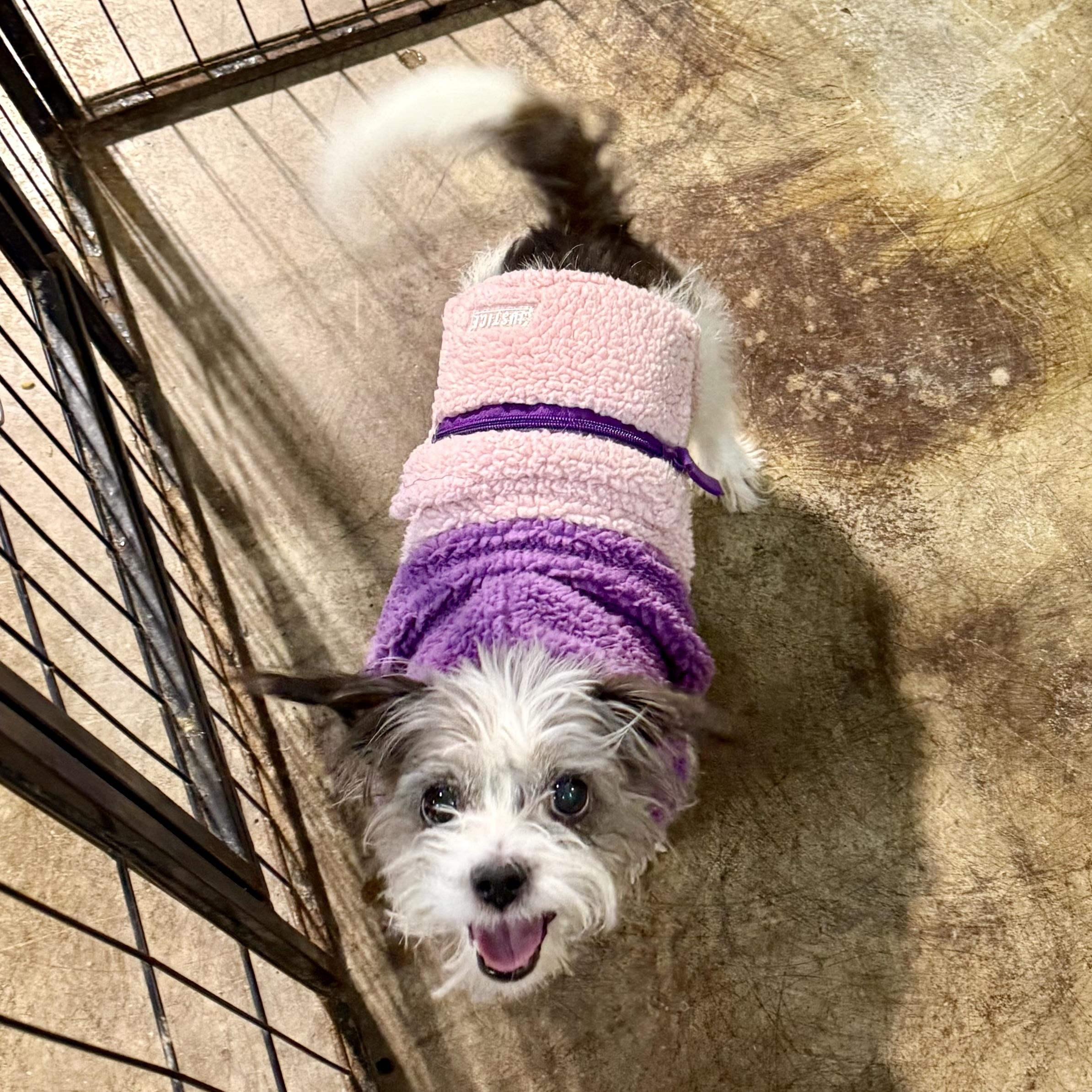 Riley D., adopted, Adult Female Shih Tzu & Terrier.