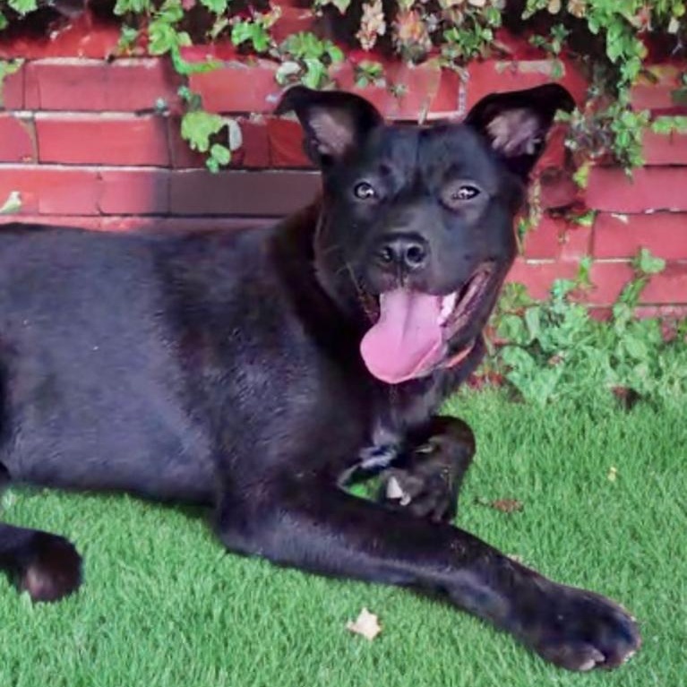 Oliver bonded with Molly , a Adoptable mixed breed in Germantown , TN image 1/5