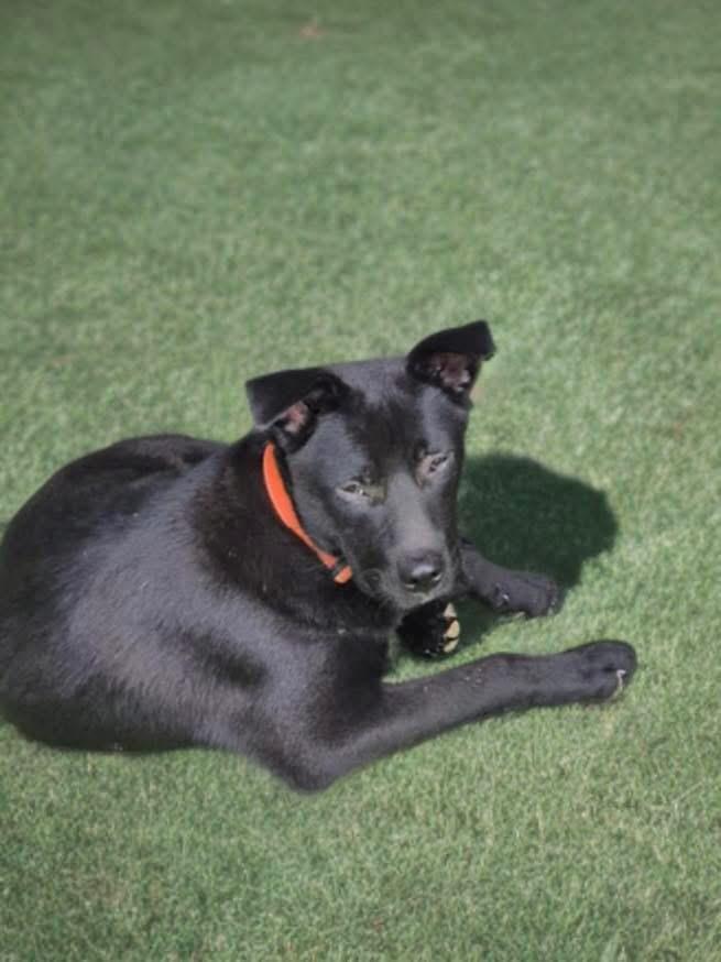 Oliver , Adoptable, Young Male German Shepherd Dog & Black Labrador Retriever.