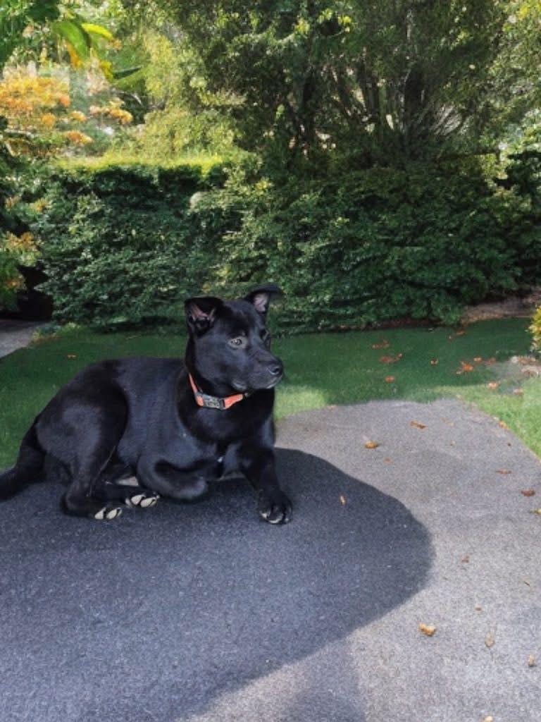 Oliver bonded with Molly , a Adoptable mixed breed in Germantown , TN image 3/5