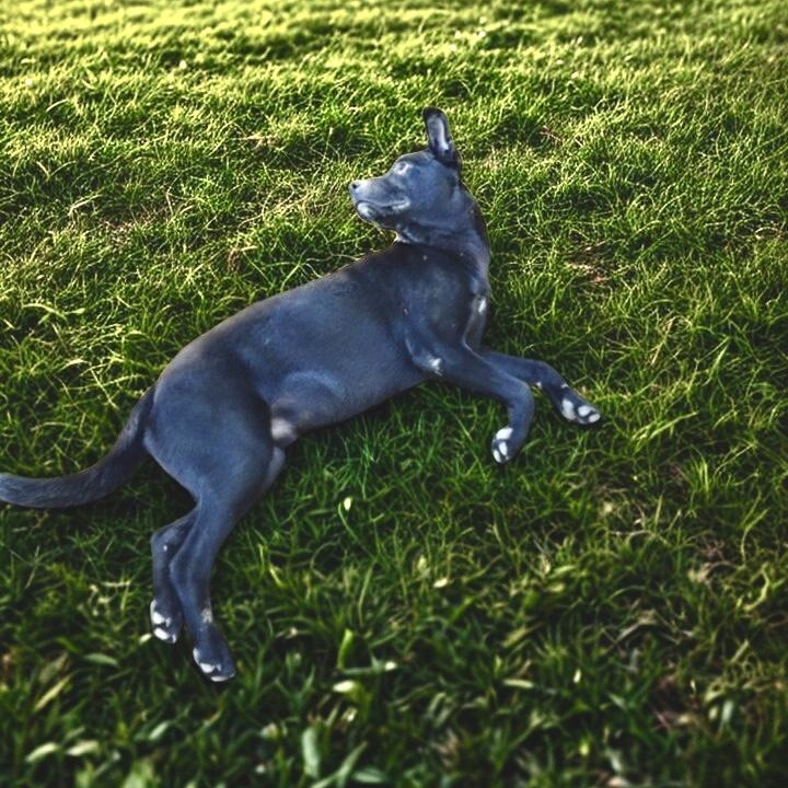 Oliver bonded with Molly , a Adoptable mixed breed in Germantown , TN image 5/5