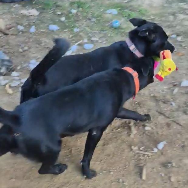 Oliver, Adoptable, Young Male German Shepherd Dog & Black Labrador Retriever.