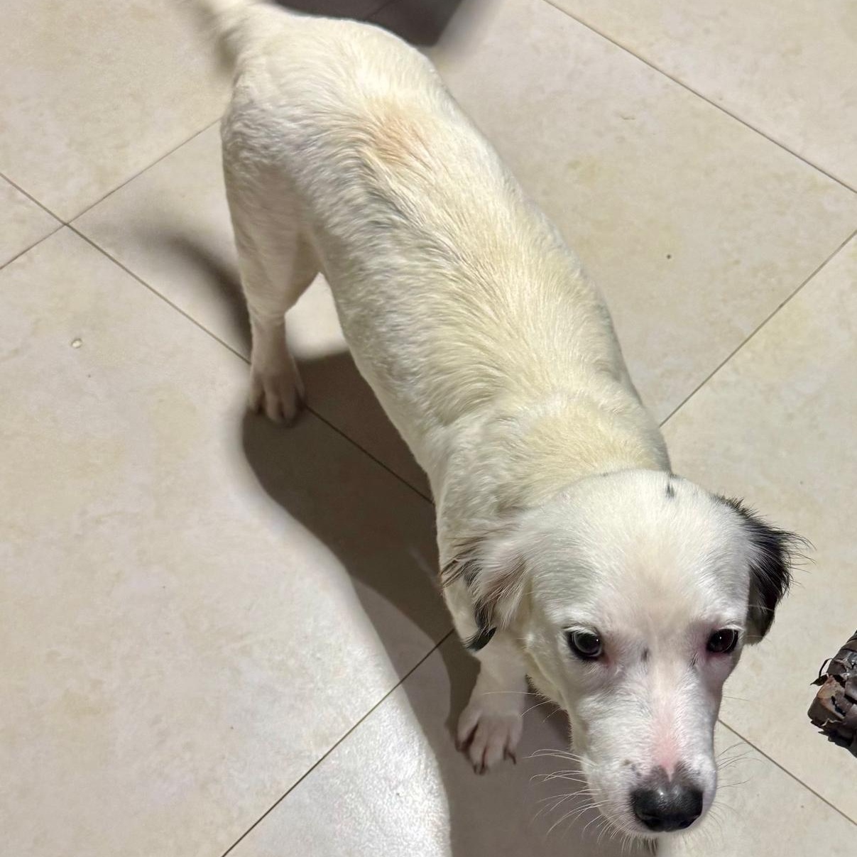 Gem, an adopted mixed breed in Baltimore, MD image 3/6
