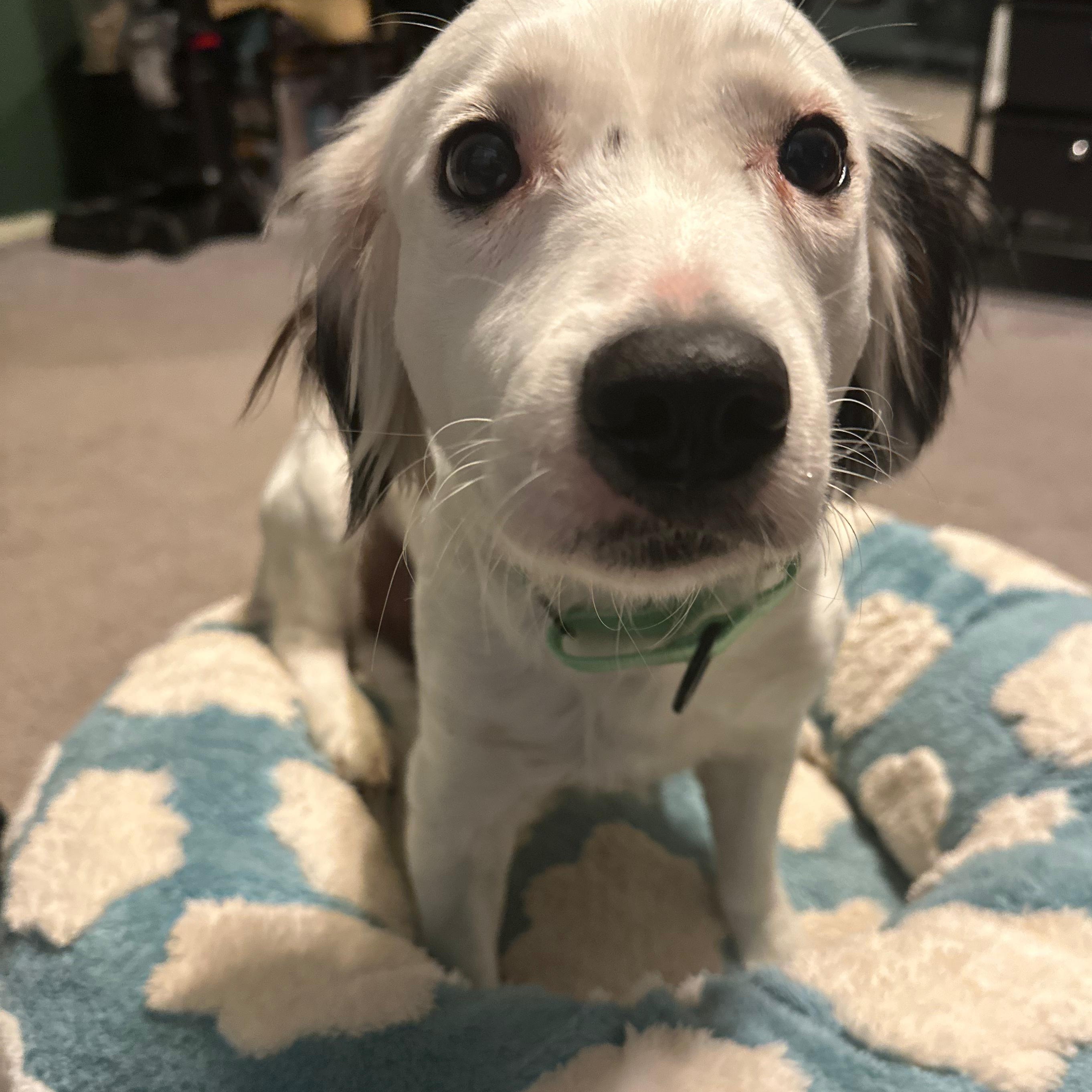 Gem, an adopted mixed breed in Baltimore, MD image 6/6