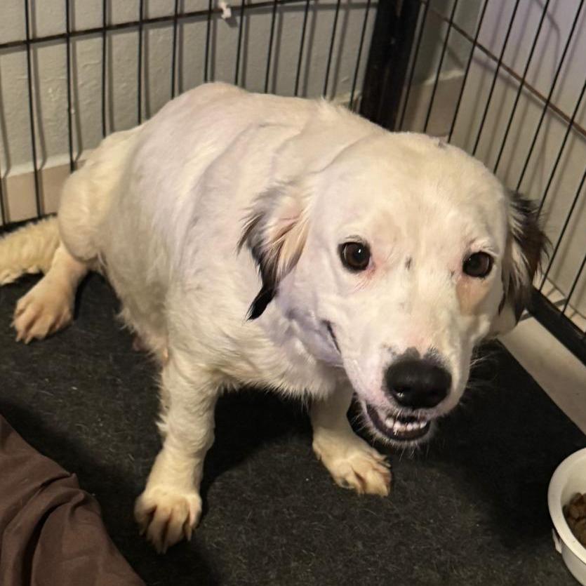 Gem, an adopted mixed breed in Baltimore, MD image 2/6