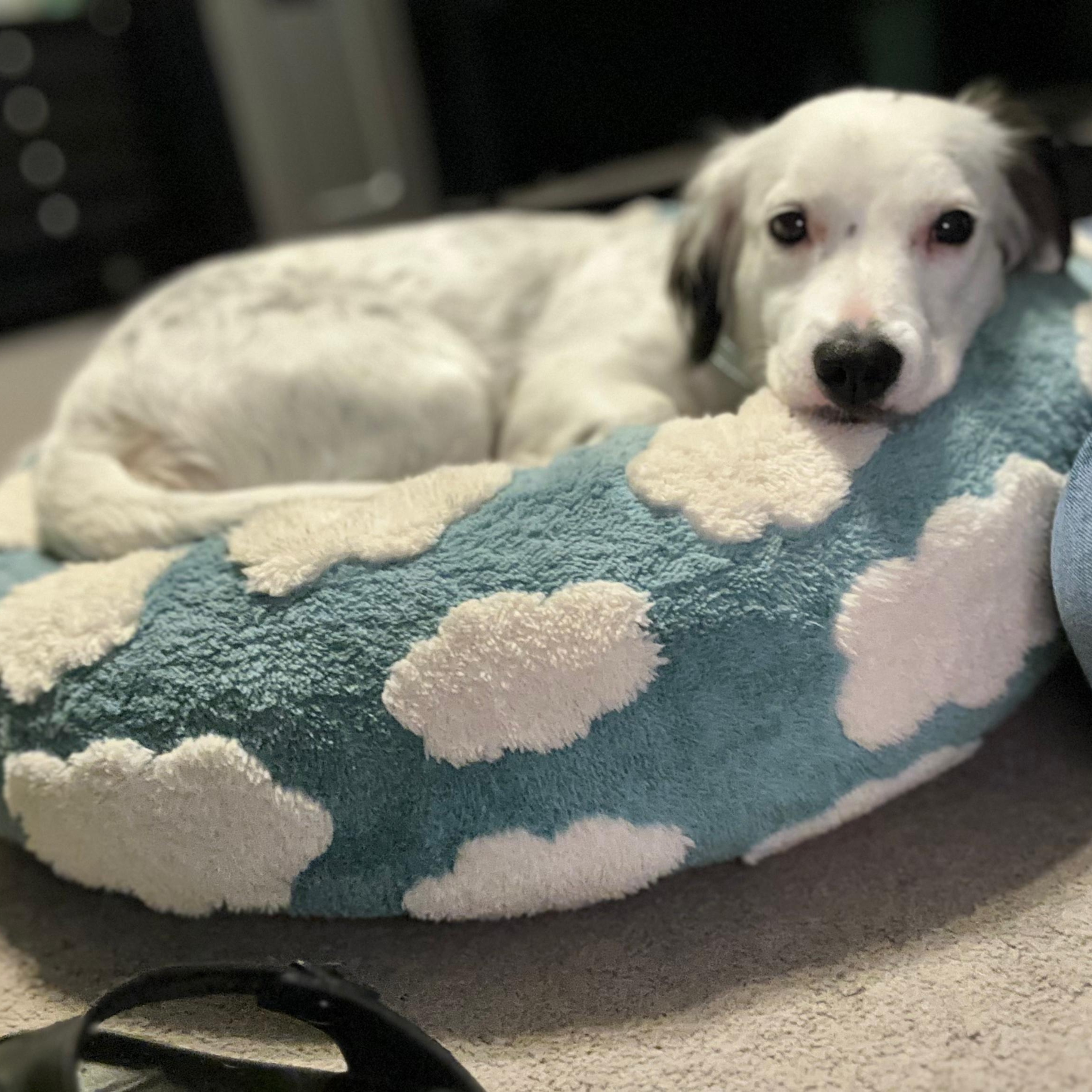Gem, an adopted mixed breed in Baltimore, MD image 5/6
