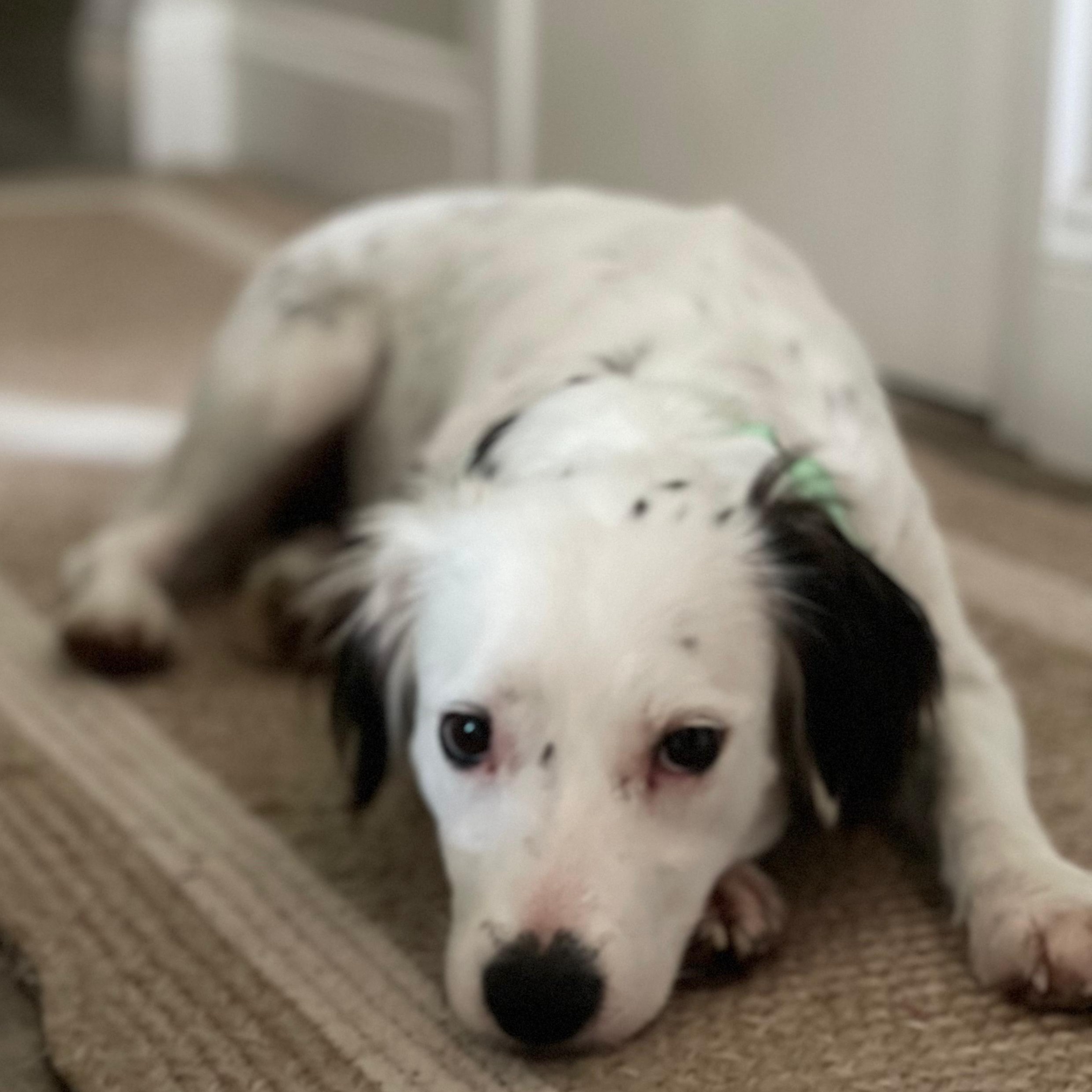 Gem, adopted, Young Female Spaniel.