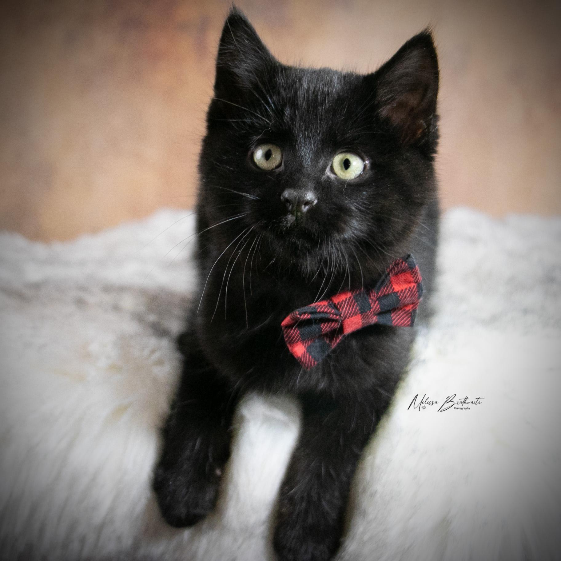 Enlarge Sea Bass, a ADOPTABLE Domestic Short Hair in Calgary, AB image 4/6