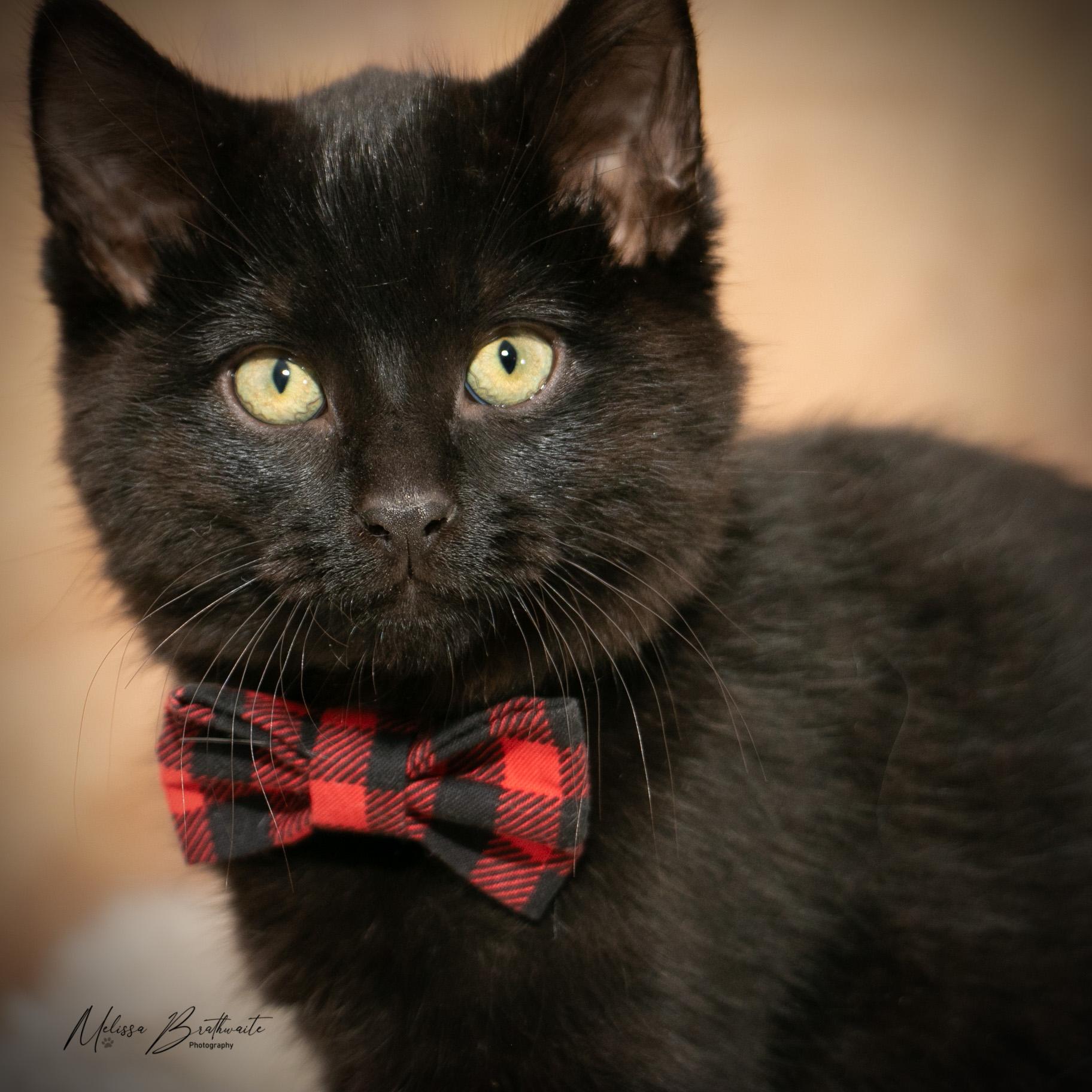 Enlarge Sea Bass, a ADOPTABLE Domestic Short Hair in Calgary, AB image 2/6