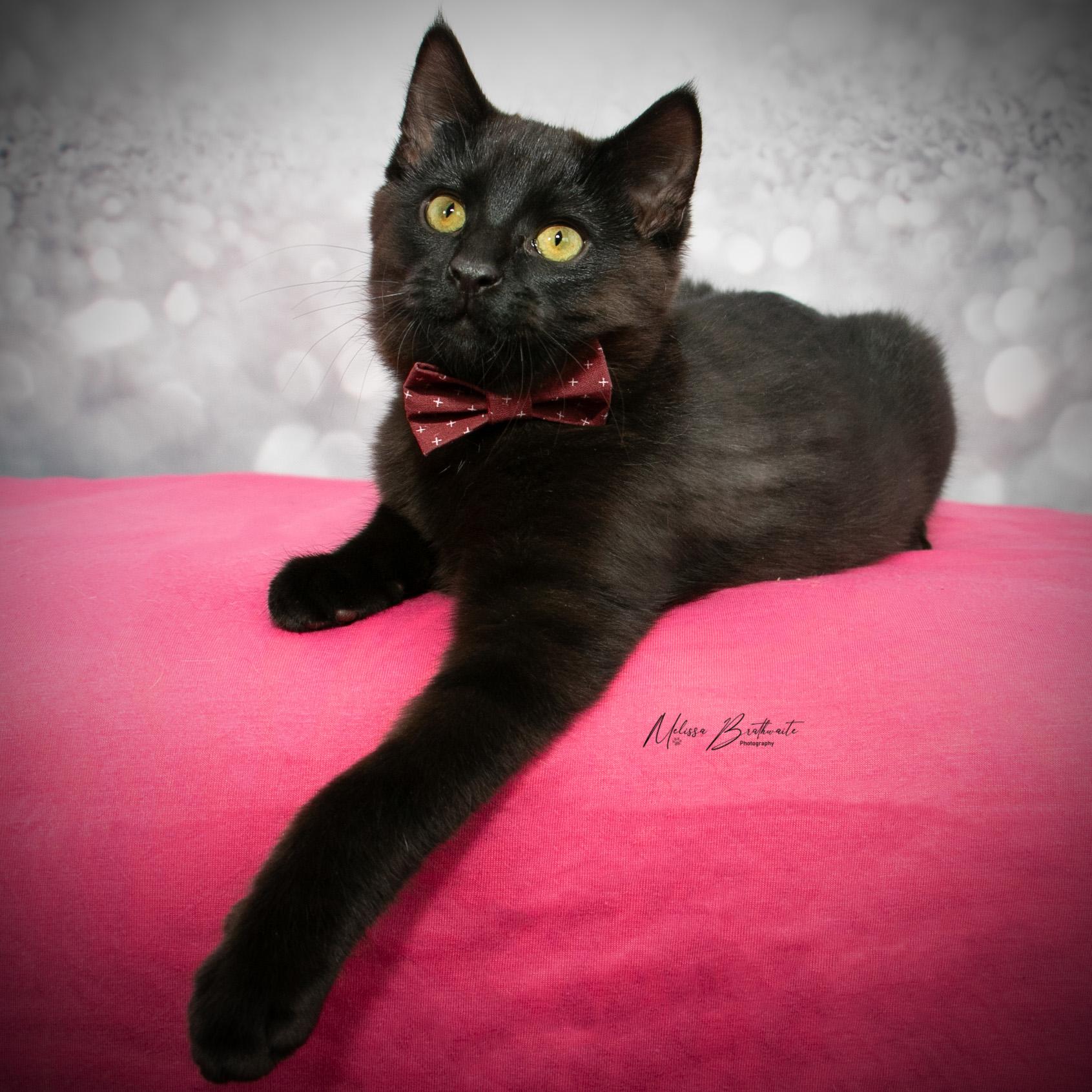 Enlarge Sea Bass, a ADOPTABLE Domestic Short Hair in Calgary, AB image 5/6