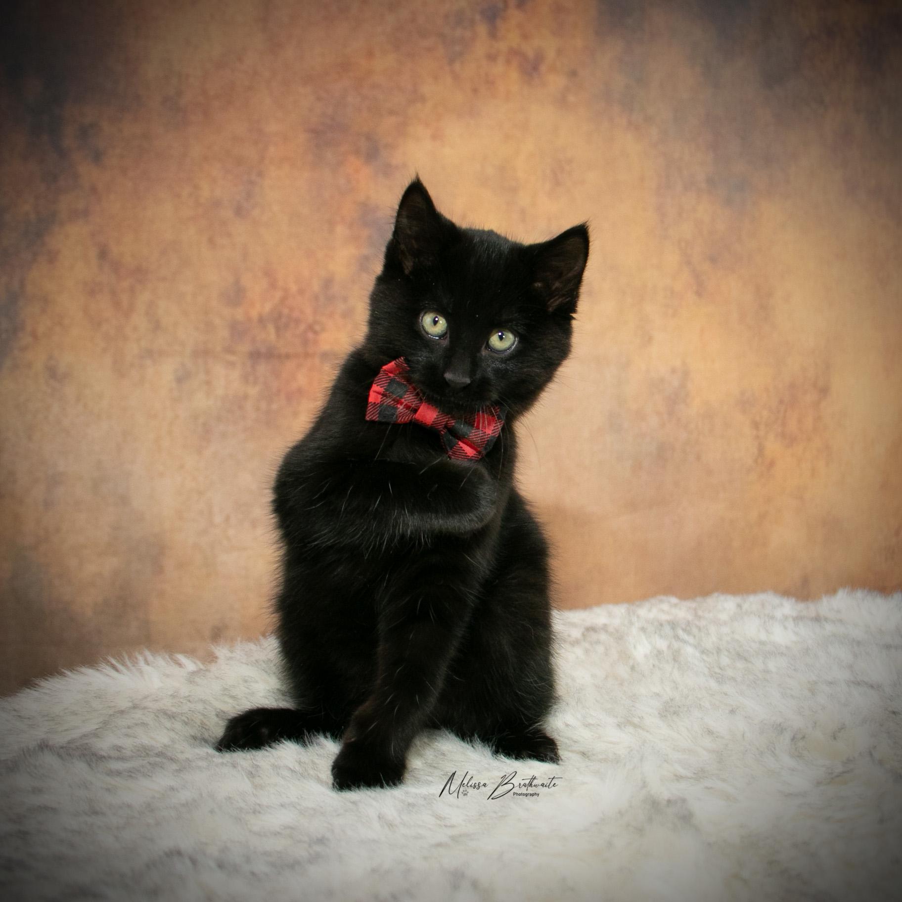 Enlarge Sea Bass, a ADOPTABLE Domestic Short Hair in Calgary, AB image 6/6