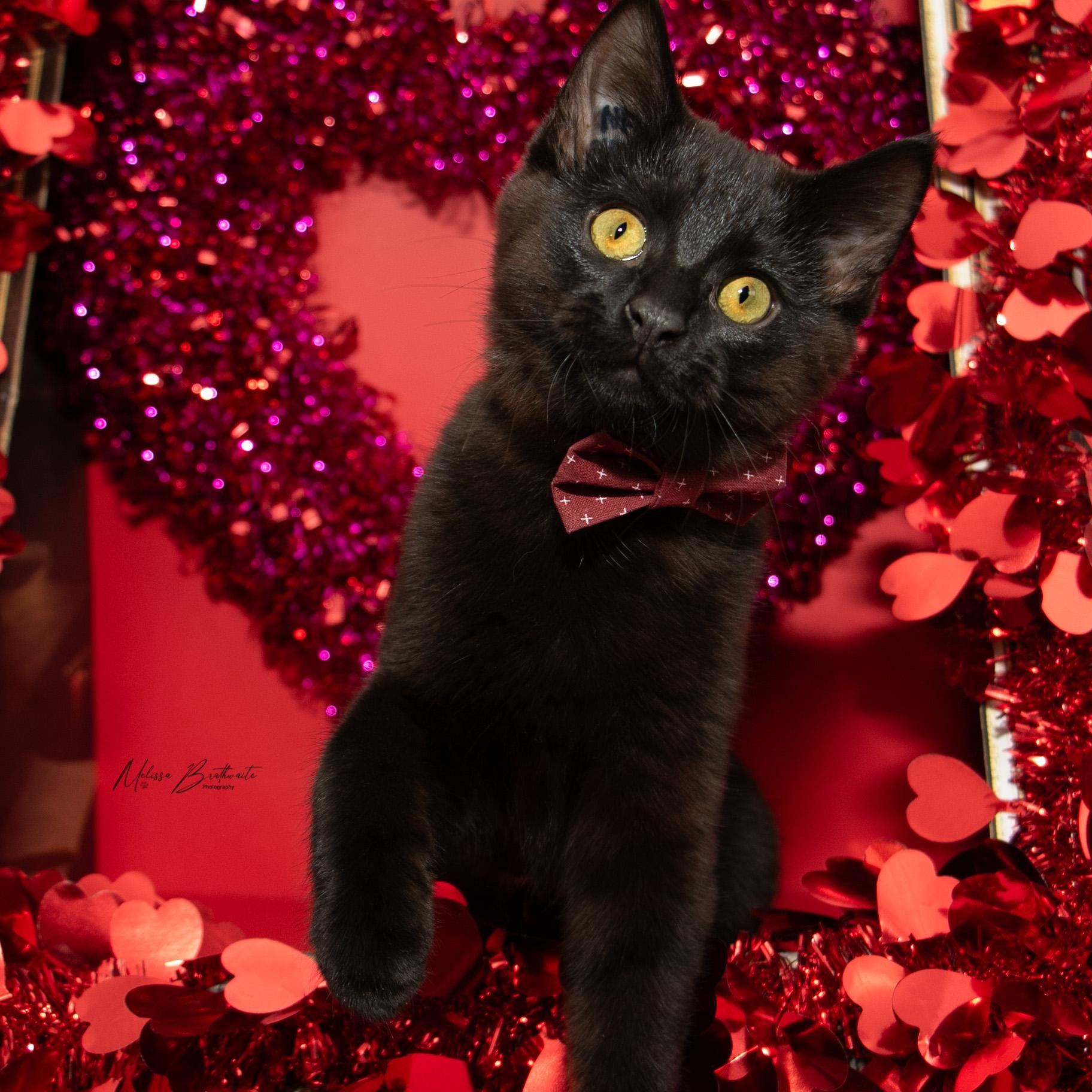 Enlarge Sea Bass, a ADOPTABLE Domestic Short Hair in Calgary, AB image 4/6