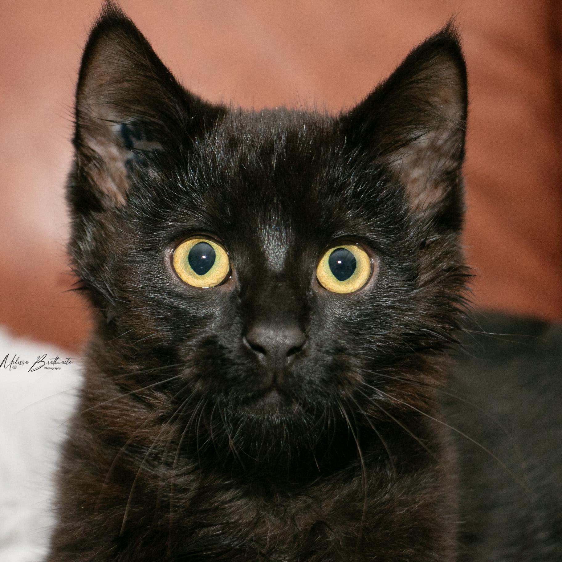 Enlarge Sea Bass, a ADOPTABLE Domestic Short Hair in Calgary, AB image 2/6