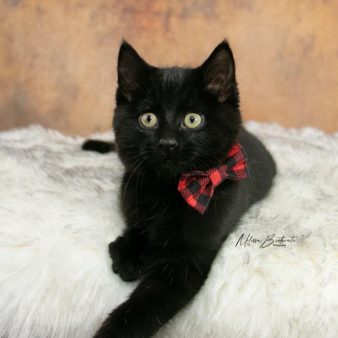 Enlarge Sea Bass, a ADOPTABLE Domestic Short Hair in Calgary, AB image 5/6
