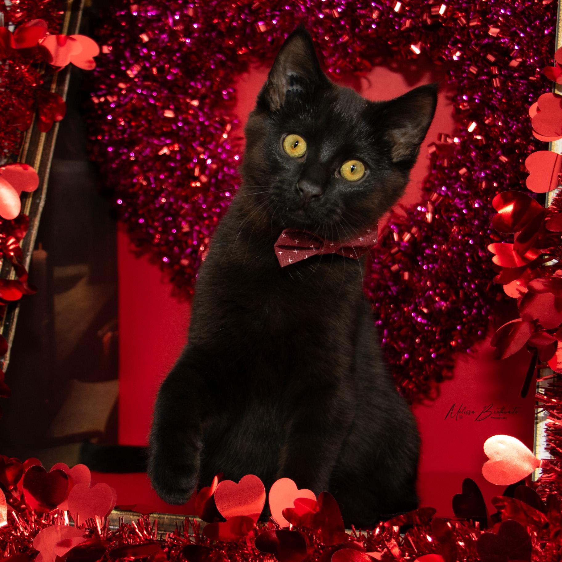 Enlarge Sea Bass, a ADOPTABLE Domestic Short Hair in Calgary, AB image 3/6