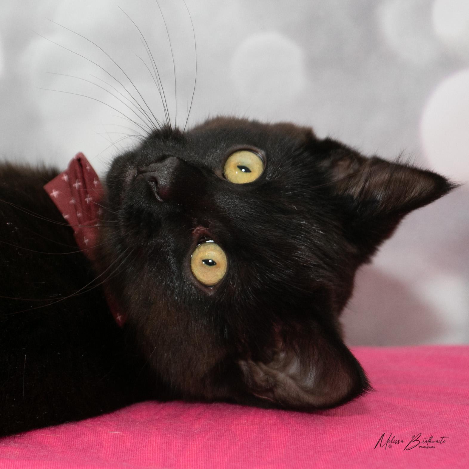 Enlarge Sea Bass, a ADOPTABLE Domestic Short Hair in Calgary, AB image 6/6