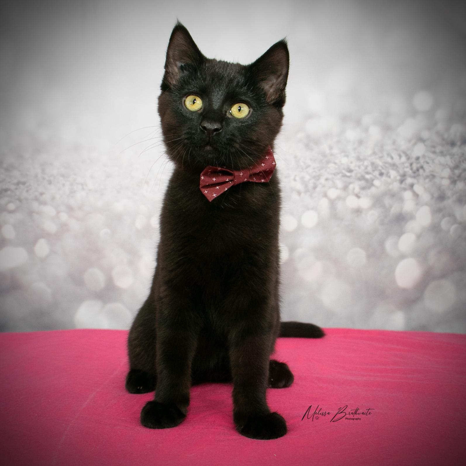 Sea Bass, ADOPTABLE, Kitten Male Domestic Short Hair.