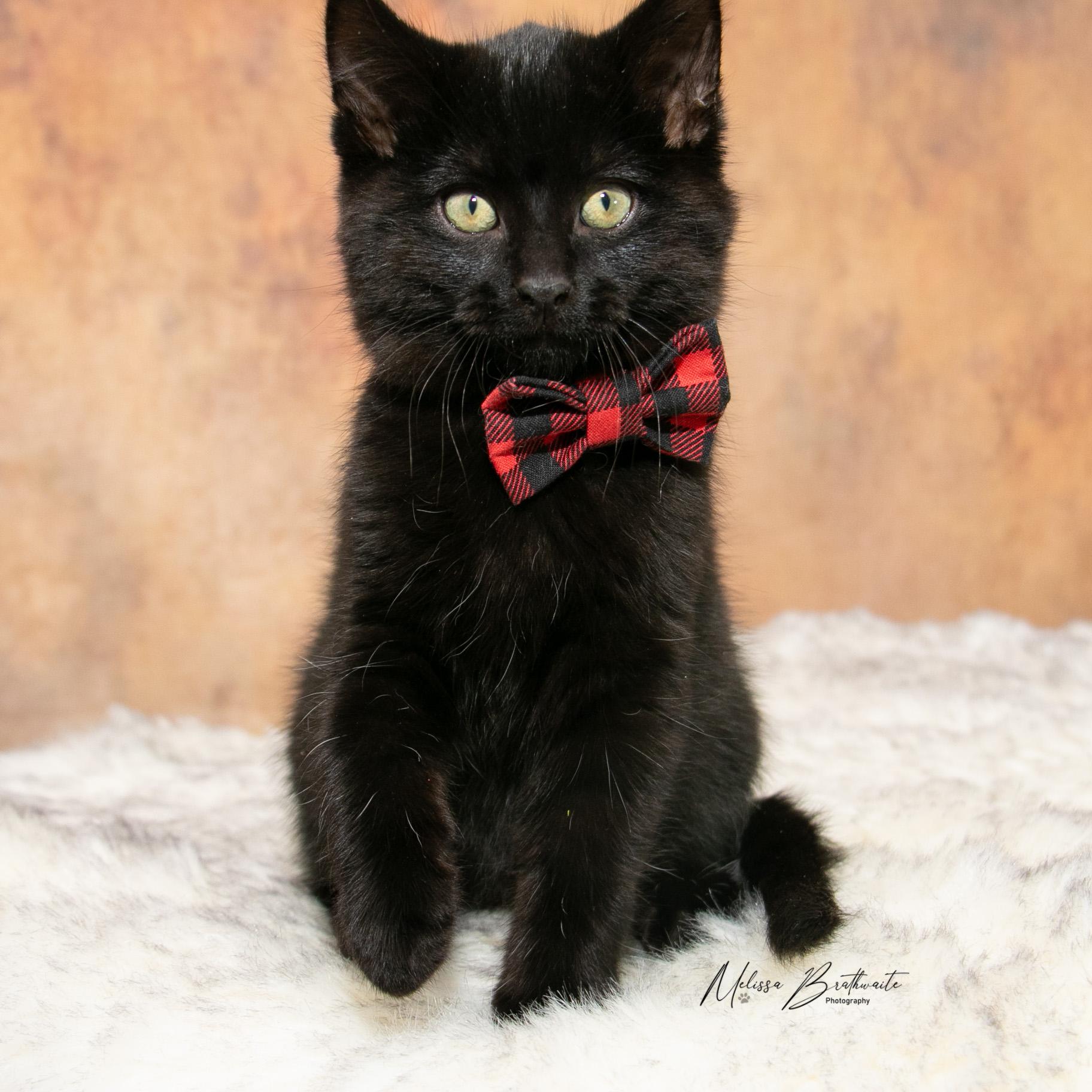 Enlarge Sea Bass, a ADOPTABLE Domestic Short Hair in Calgary, AB image 3/6