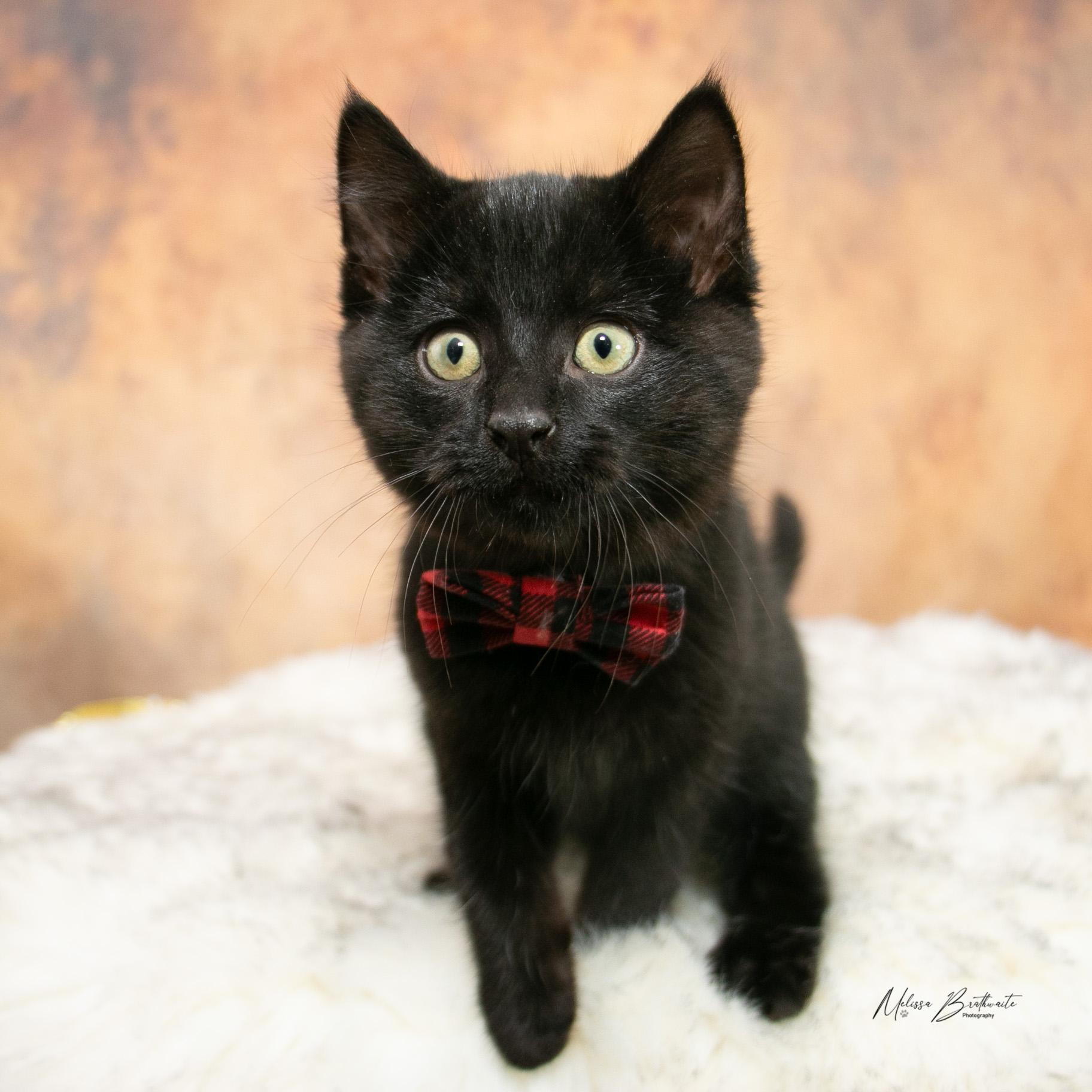 Sea Bass, ADOPTABLE, Kitten Male Domestic Short Hair.