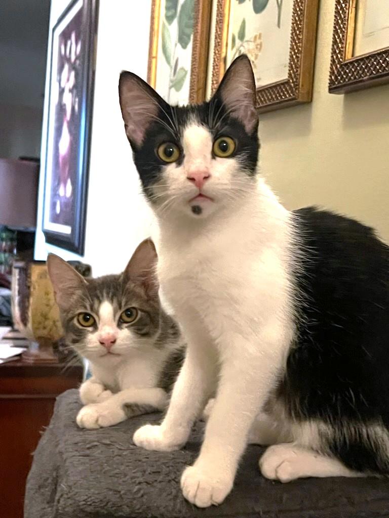 Enlarge Opie, a Adoptable Domestic Short Hair in Yorba Linda, CA image 2/2