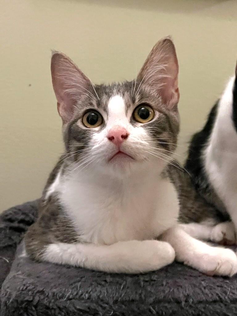Opie, Adoptable, Kitten Male Domestic Short Hair.