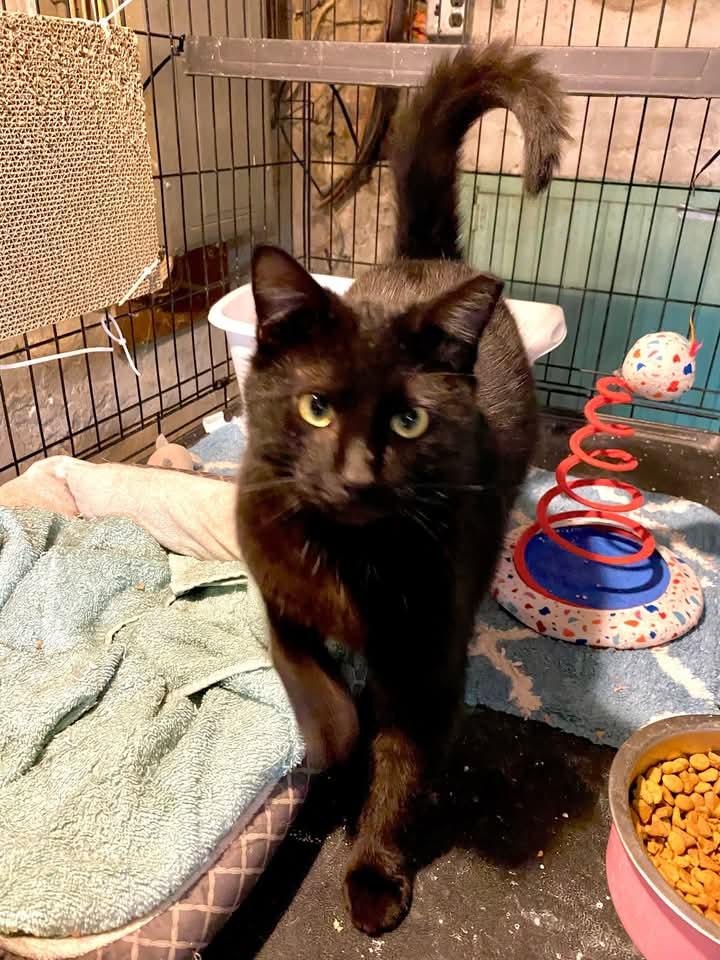 Binx, Young Male Domestic Short Hair