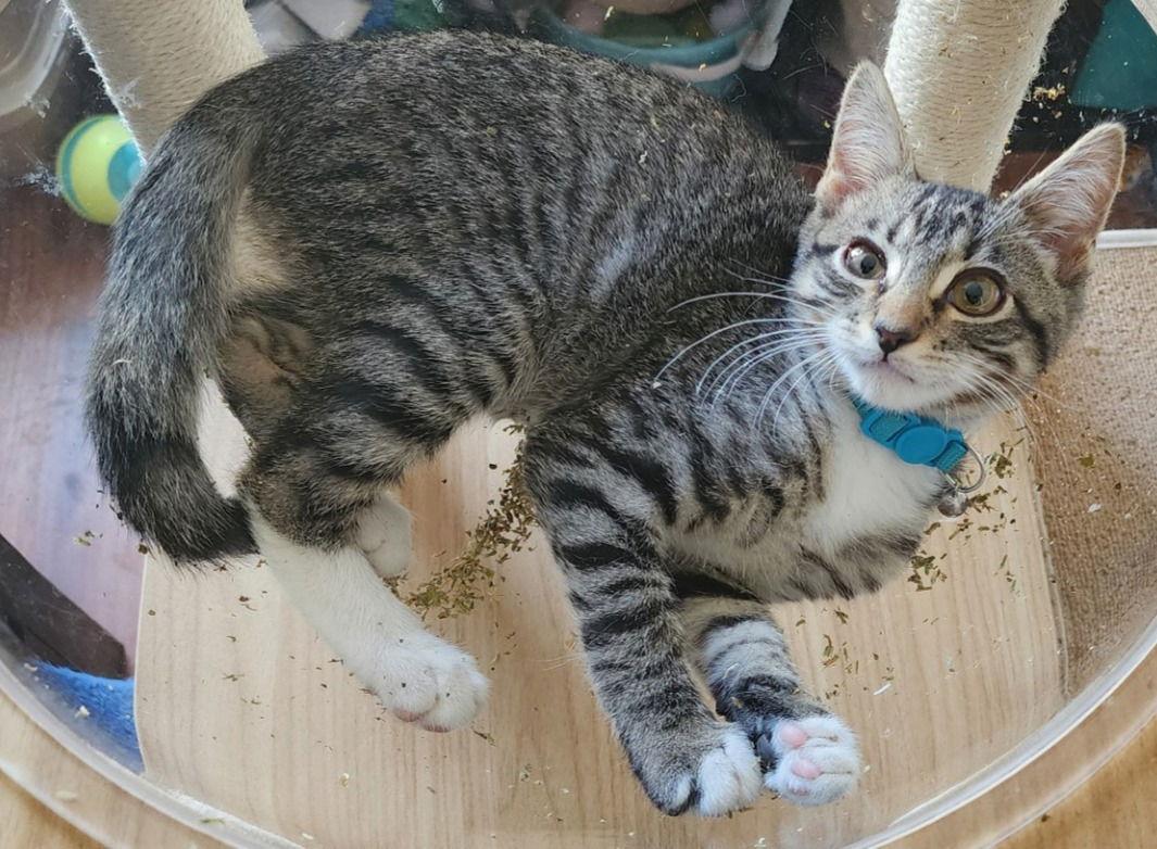 Enlarge Roosevelt, a Adoptable Domestic Short Hair in Cary, NC image 1/1