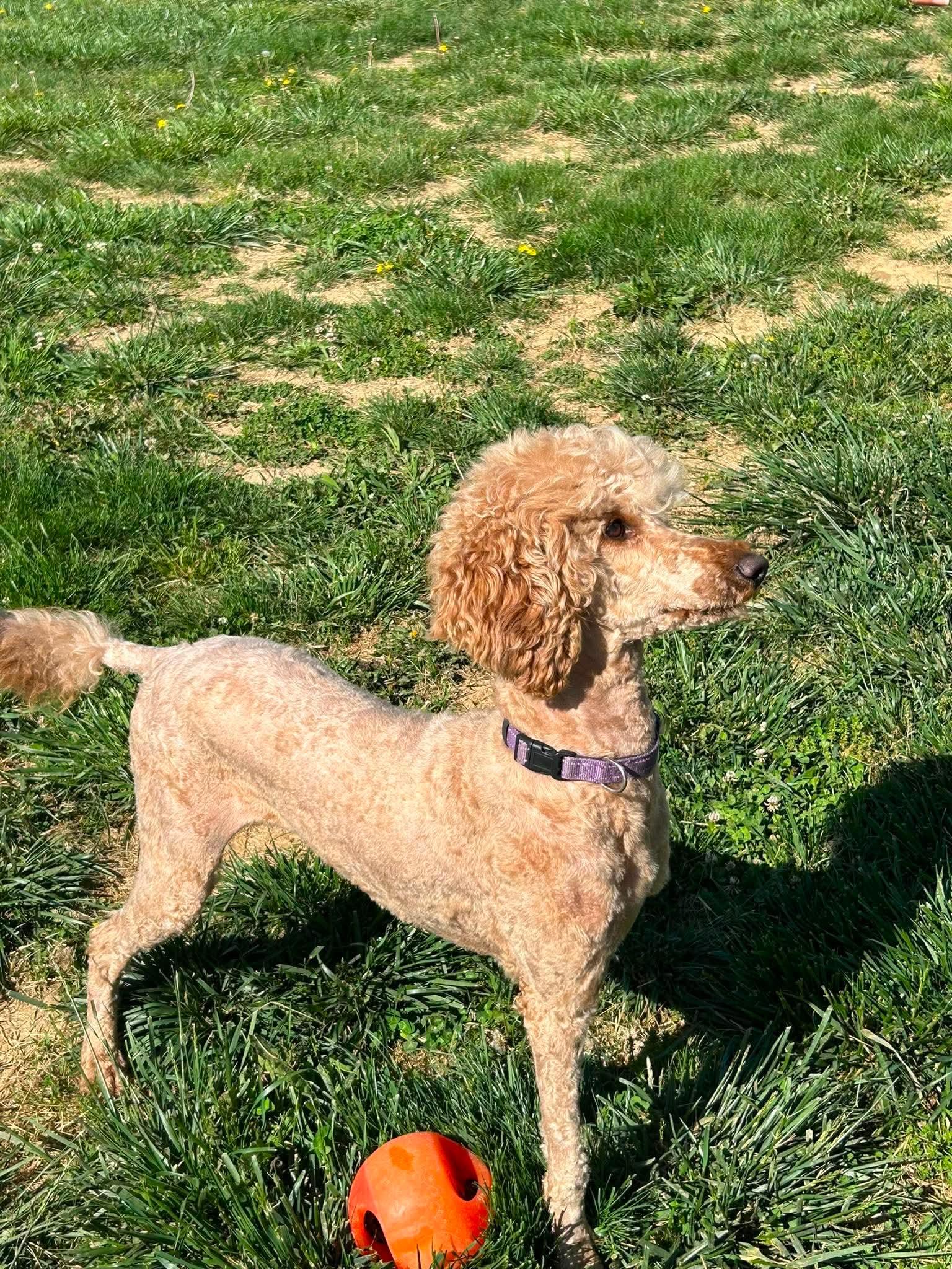 Allie, a Adoptable Standard Poodle in Steeleville, IL image 1/3