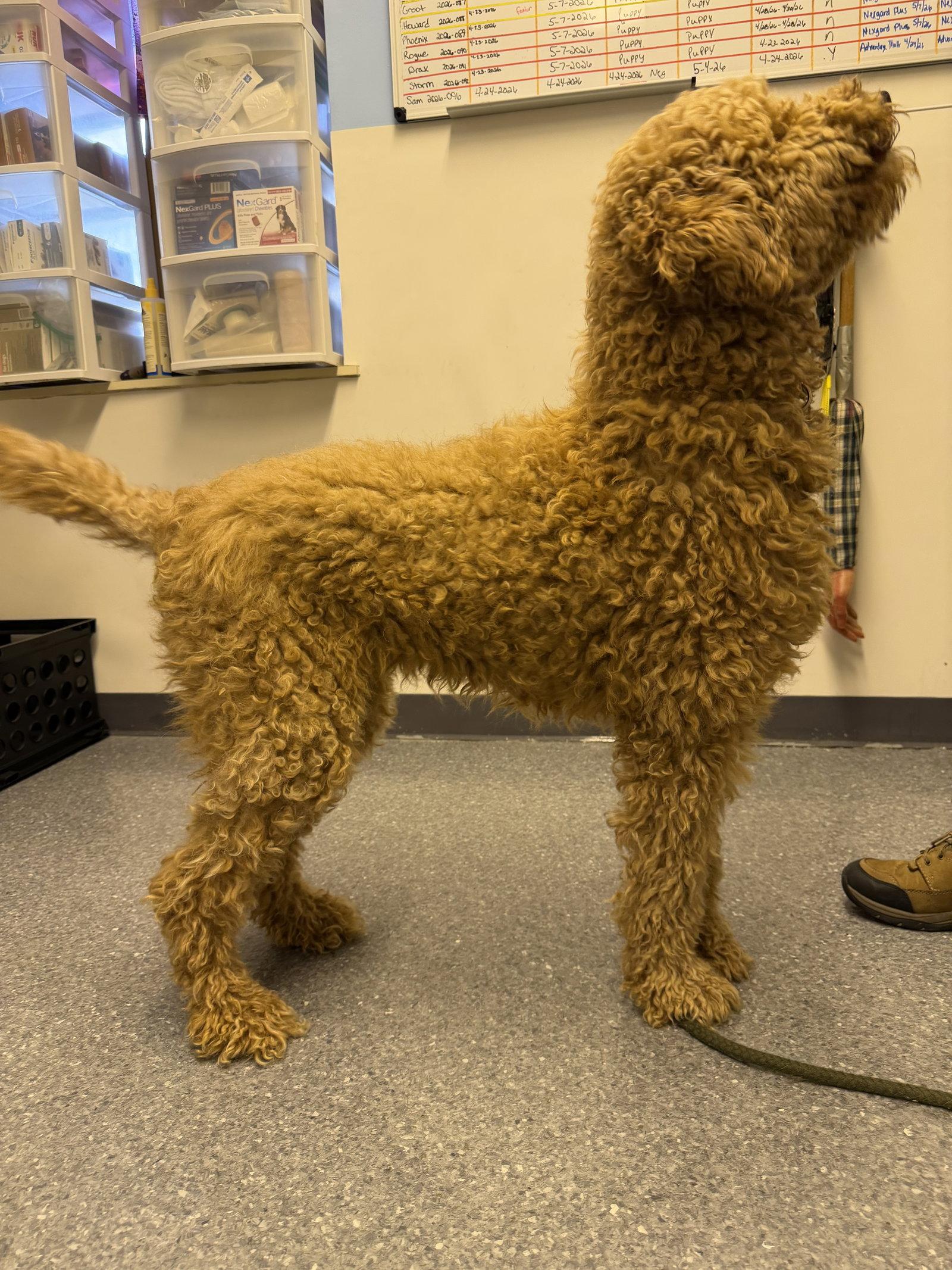 Allie, a Adoptable Standard Poodle in Steeleville, IL image 2/3