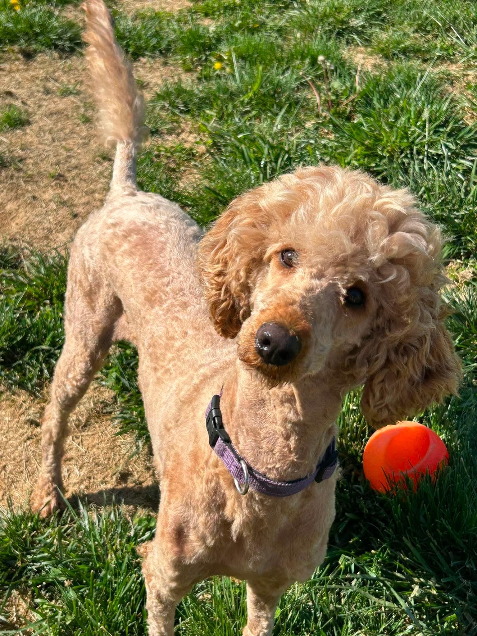 Allie, a Adoptable Standard Poodle in Steeleville, IL image 3/3