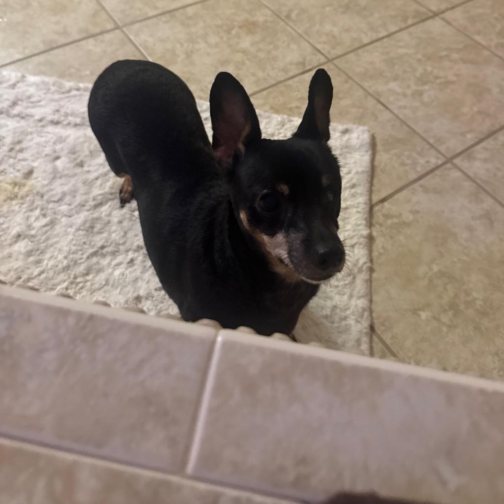 Paloma, Adoptable, Senior Female Miniature Pinscher & Chihuahua.