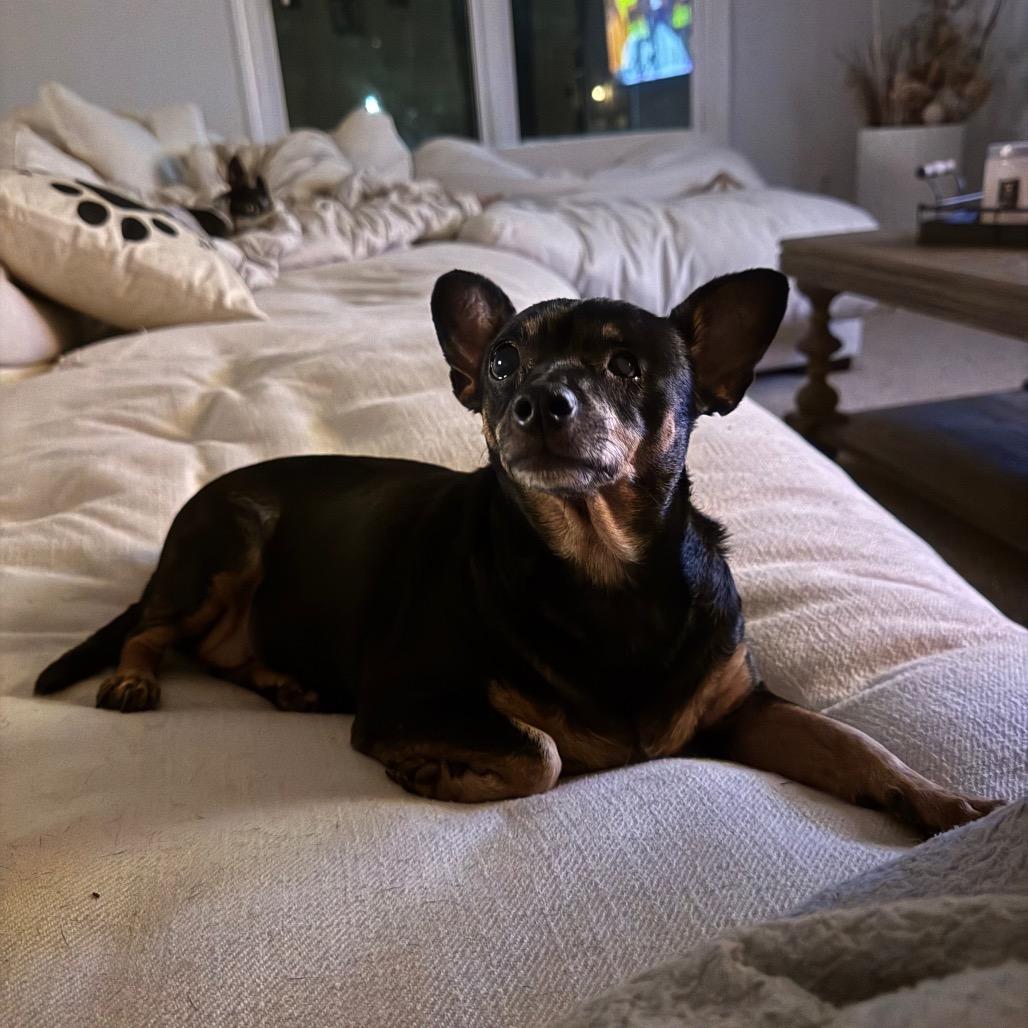 Enlarge Paloma, a Adoptable mixed breed in Austell, GA image 2/6