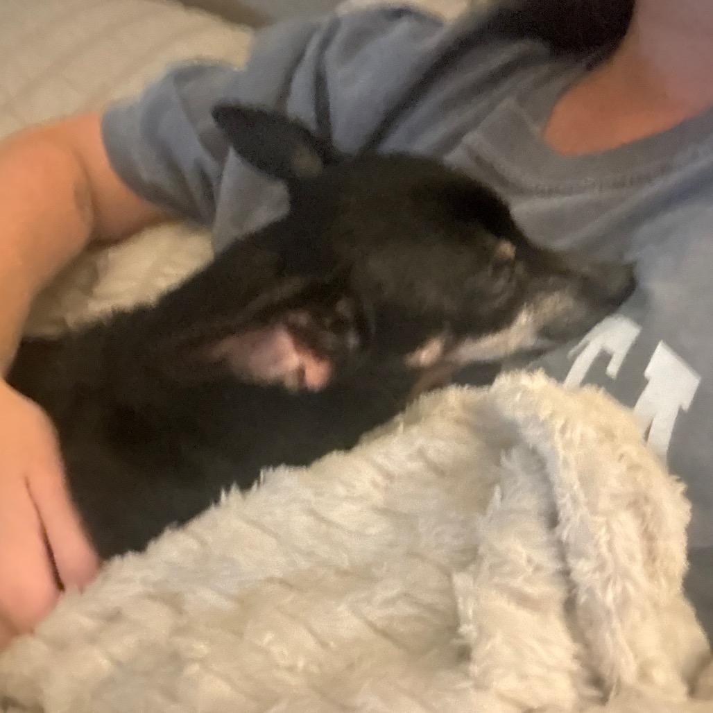 Enlarge Paloma, a Adoptable mixed breed in Austell, GA image 3/6