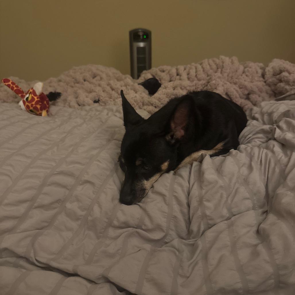 Enlarge Paloma, a Adoptable mixed breed in Austell, GA image 4/6