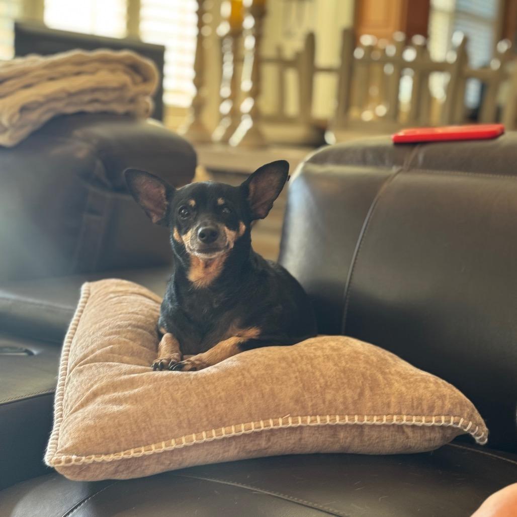 Enlarge Paloma, a Adoptable mixed breed in Austell, GA image 5/6