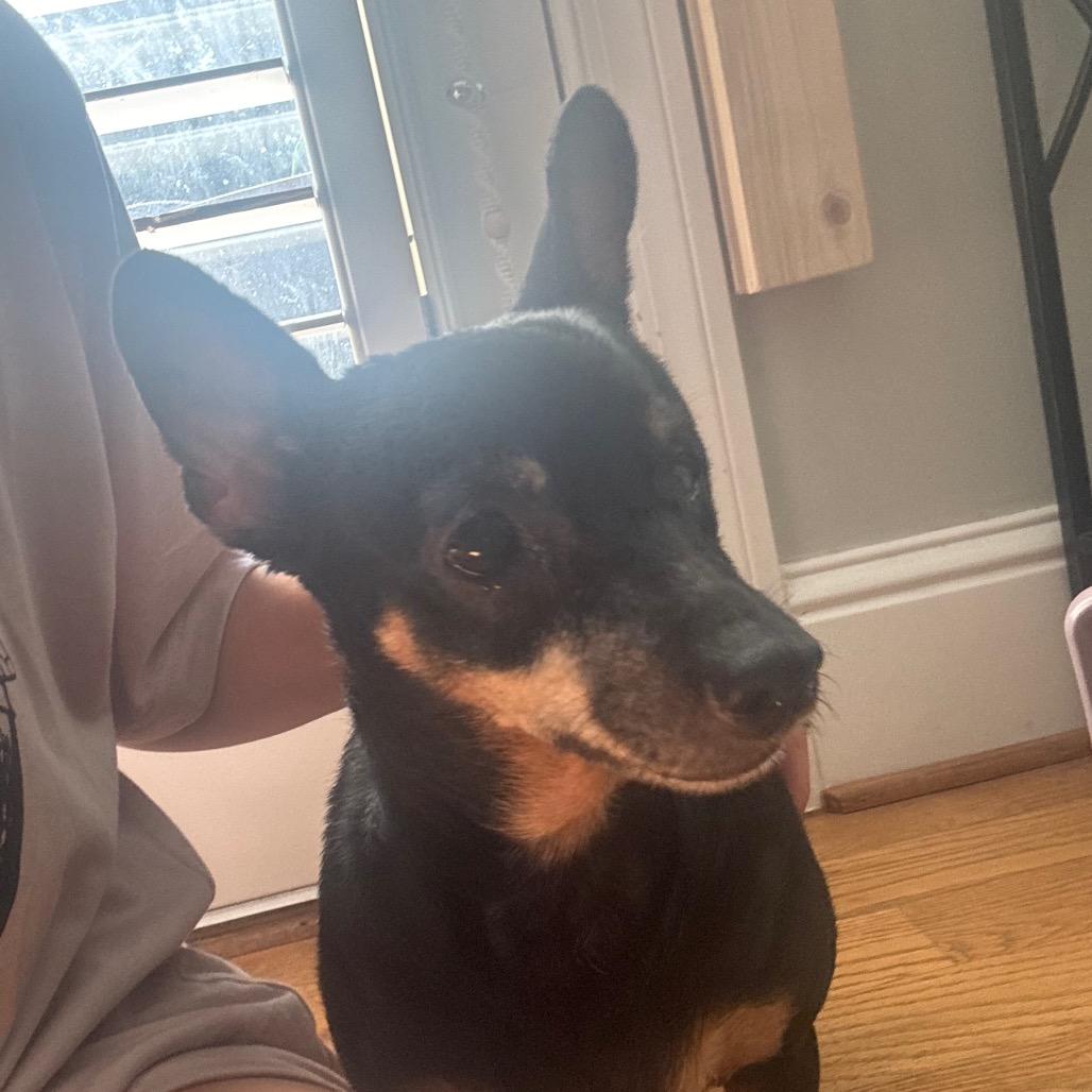 Enlarge Paloma, a Adoptable mixed breed in Austell, GA image 6/6