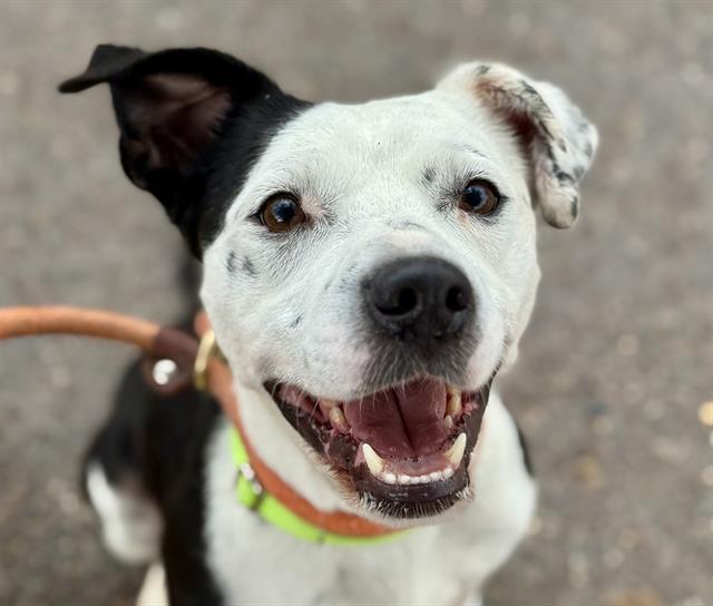 ARLEDGE* — thumbnail 2