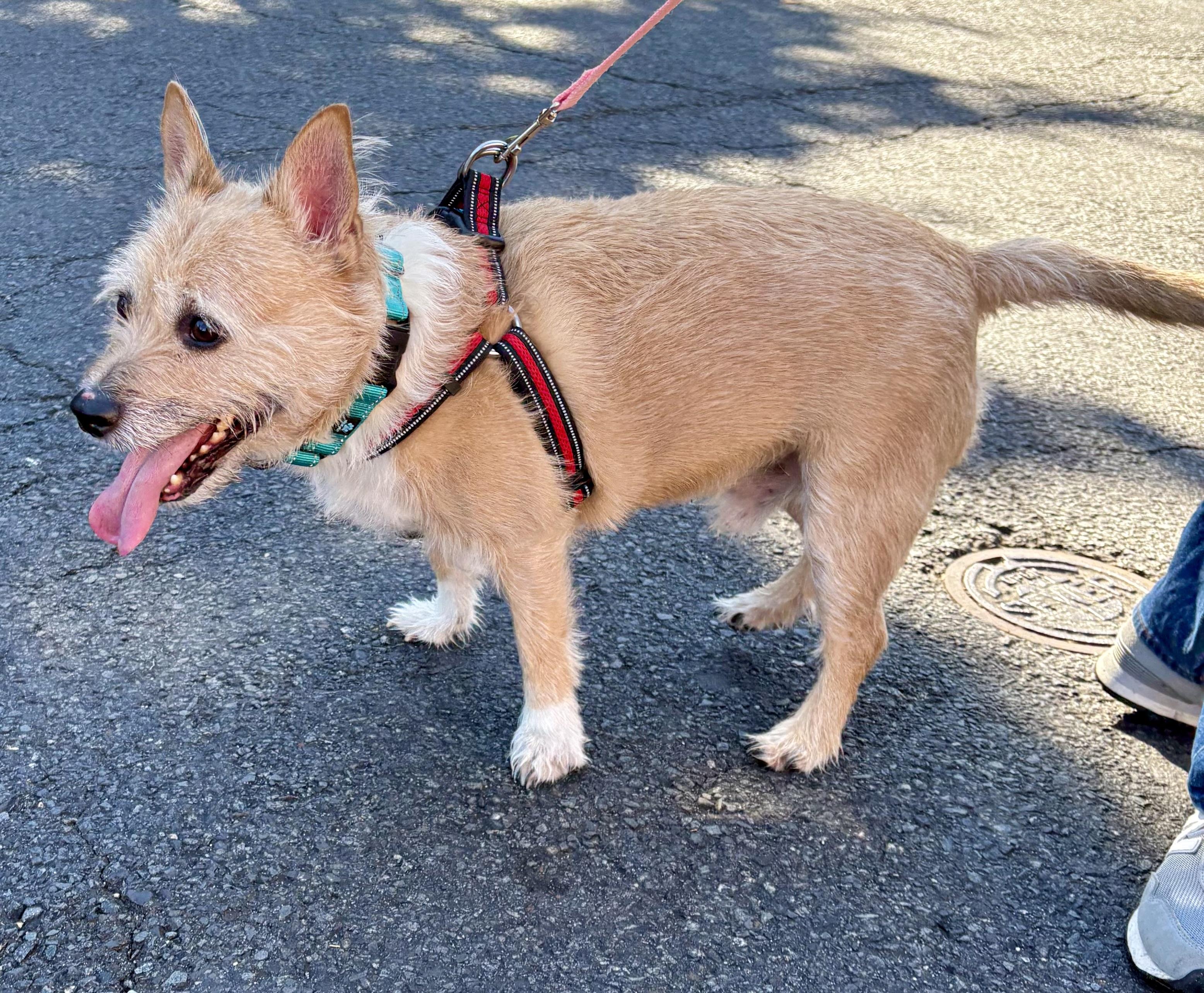 Enlarge Hatch, a Adoptable mixed breed in Warren, NJ image 6/6
