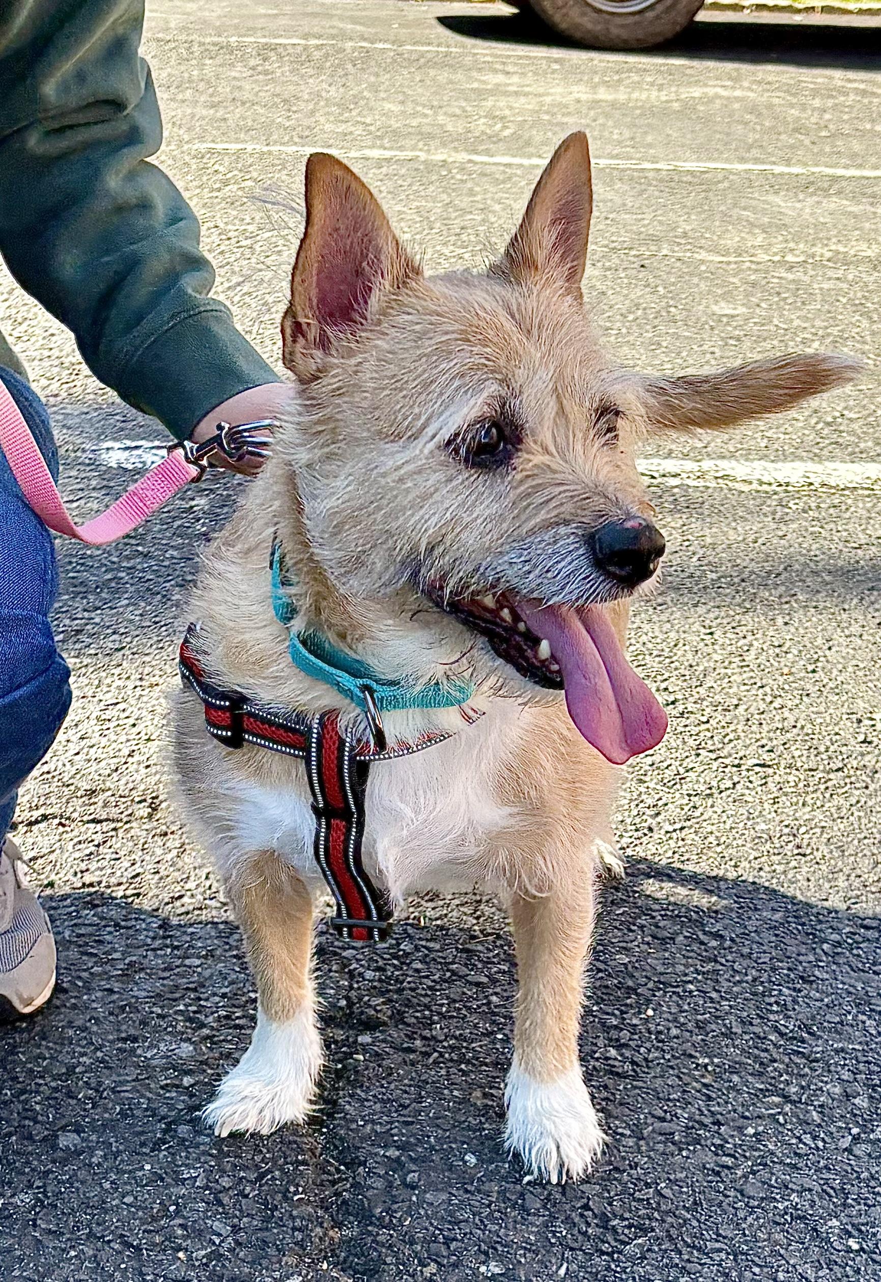 Enlarge Hatch, a Adoptable mixed breed in Warren, NJ image 5/6