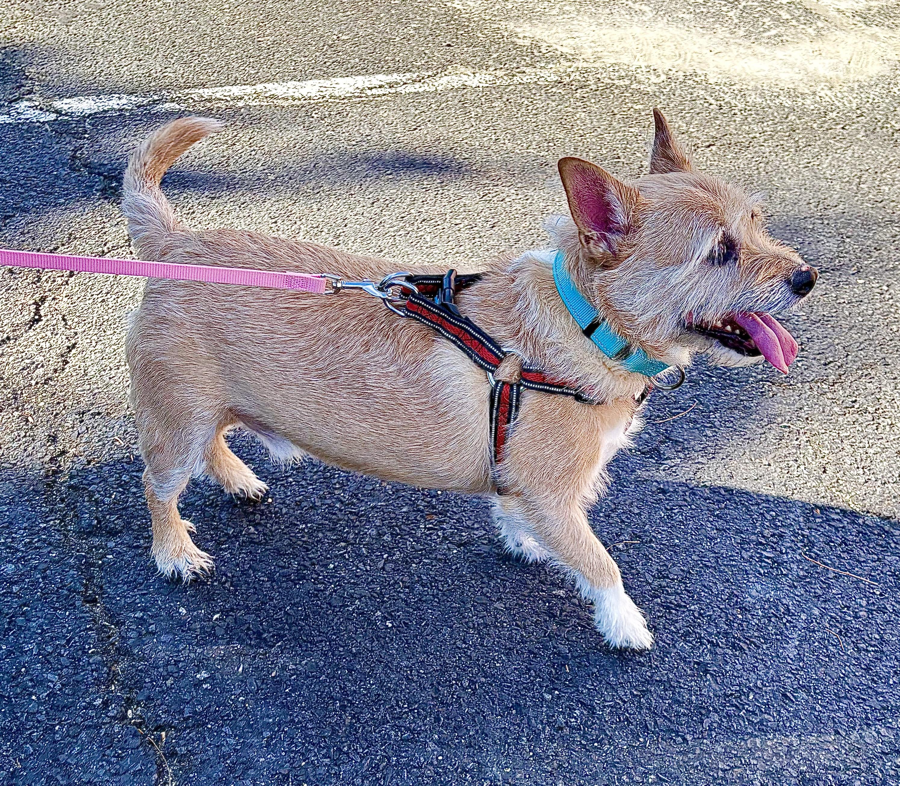 Enlarge Hatch, a Adoptable mixed breed in Warren, NJ image 4/6